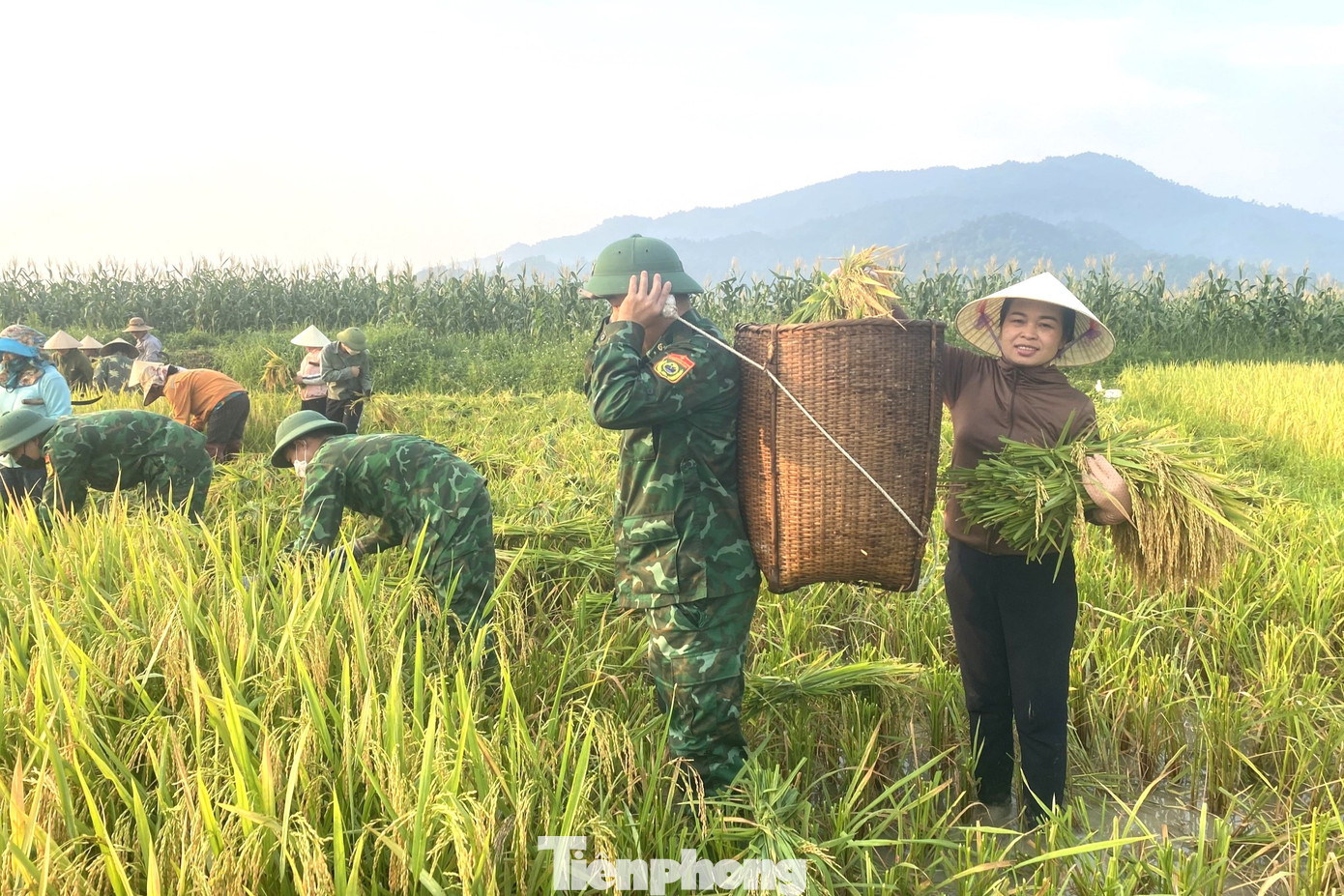 Bộ đội giúp vận chuyển lúa về gia đình bằng gùi.