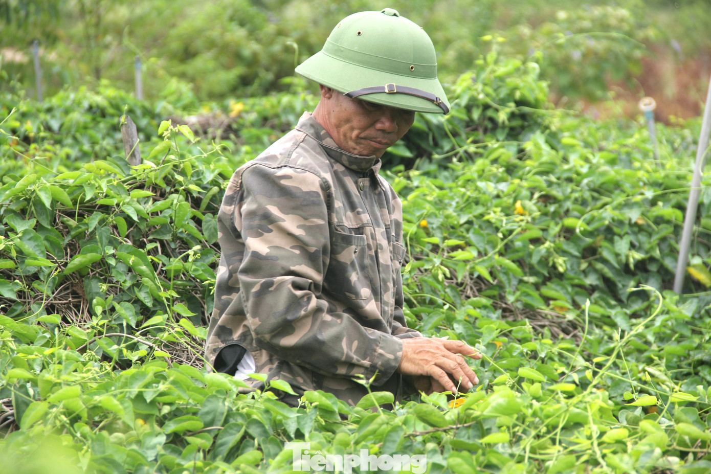 “Gia đình đầu tư đổ cọc bê tông, căng dây cước để cây thiên lý vươn tán rộng, thoáng, đón nắng đều hơn. Đồng thời lắp hệ thống tưới tiêu tự động để luôn đảm bảo đủ độ ẩm. Đầu vụ đến nay, gia đình đã cho thu hái khoảng 20 lứa, mỗi lứa khoảng 30kg, đem lại thu nhập khá cao”, ông Hải chia sẻ.