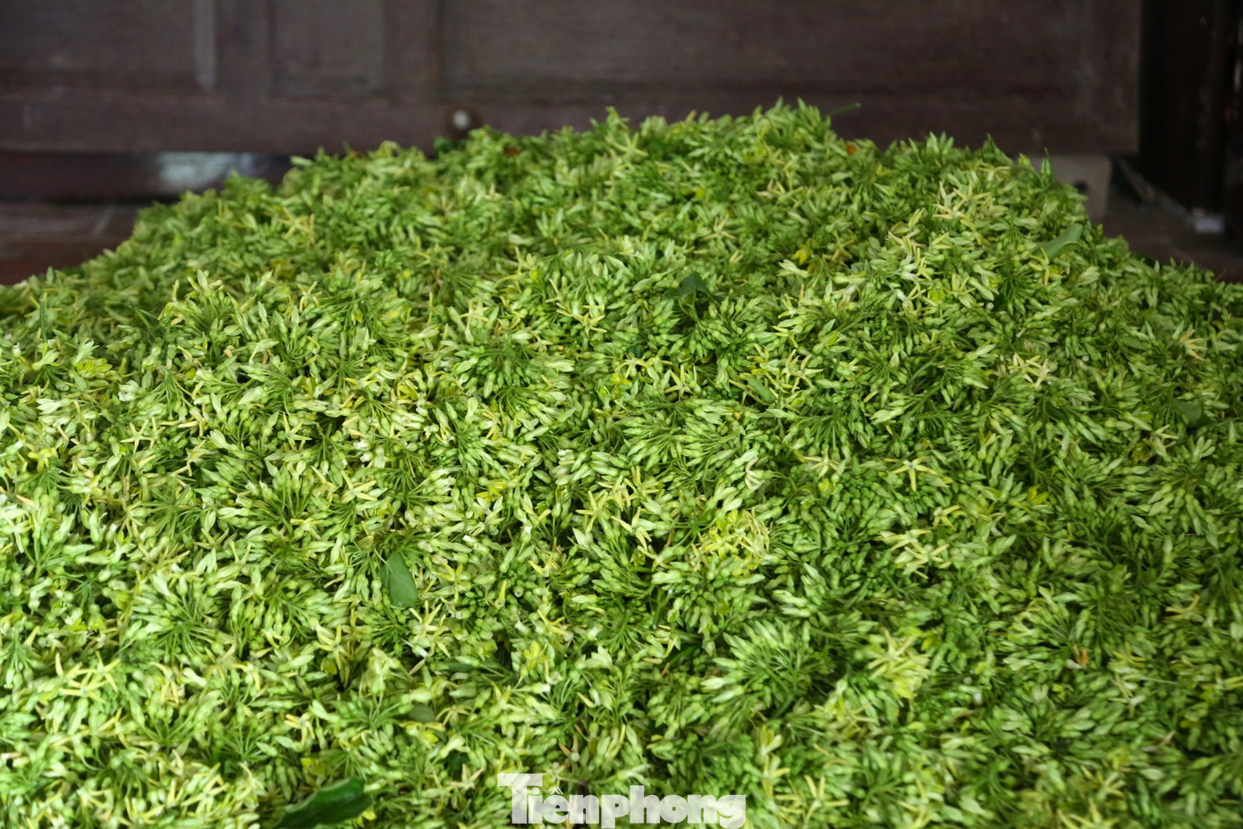 Năm nay, mưa ít, nắng nhiều nên hoa lý cho năng suất khá cao.