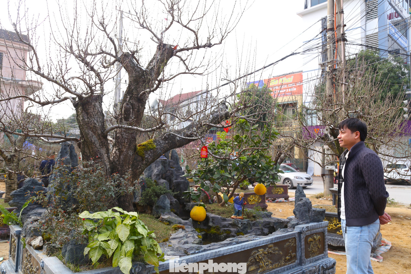 Gốc đào được trang trí tiểu cảnh, hòn non bộ