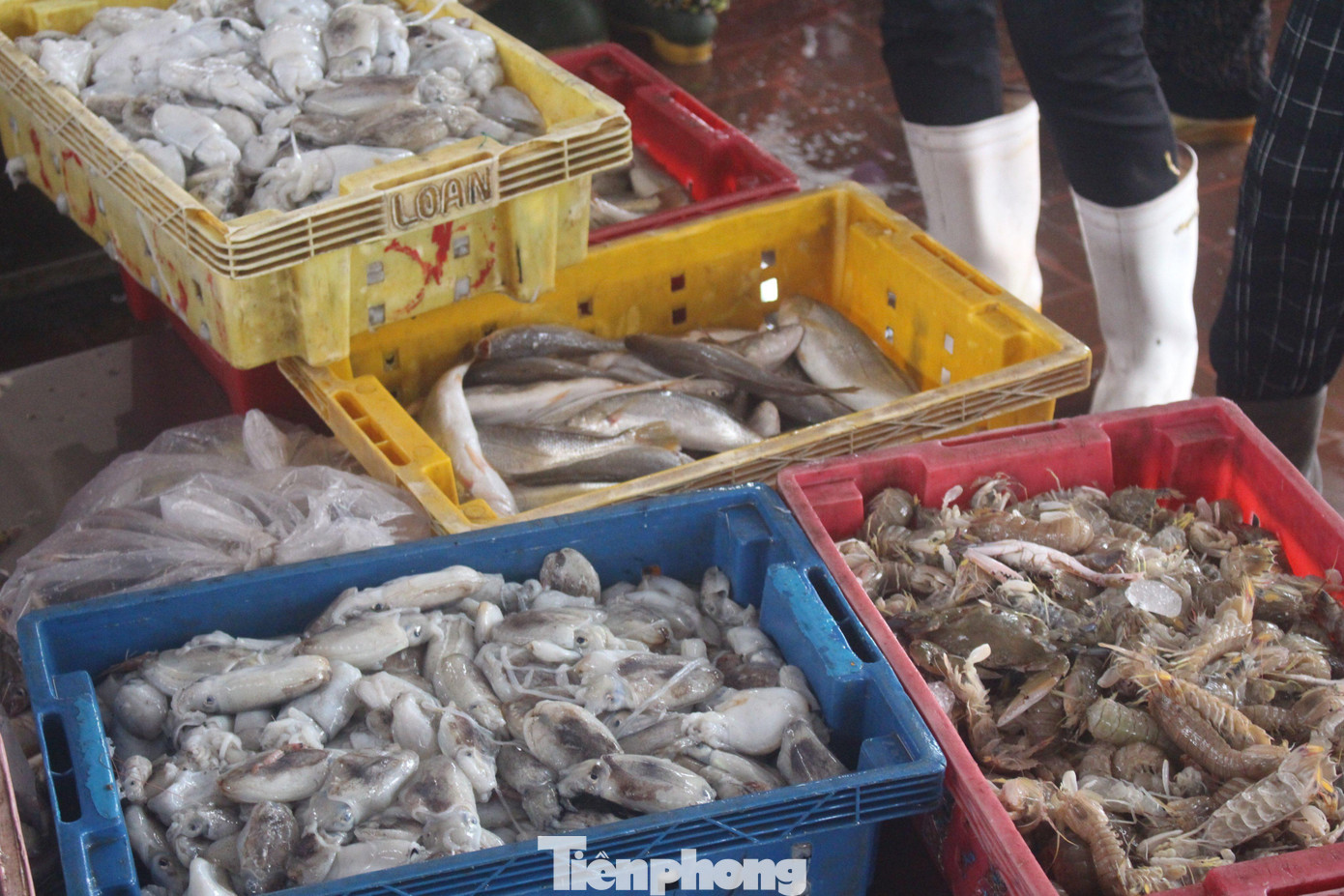 Đa dạng các loại hải sản