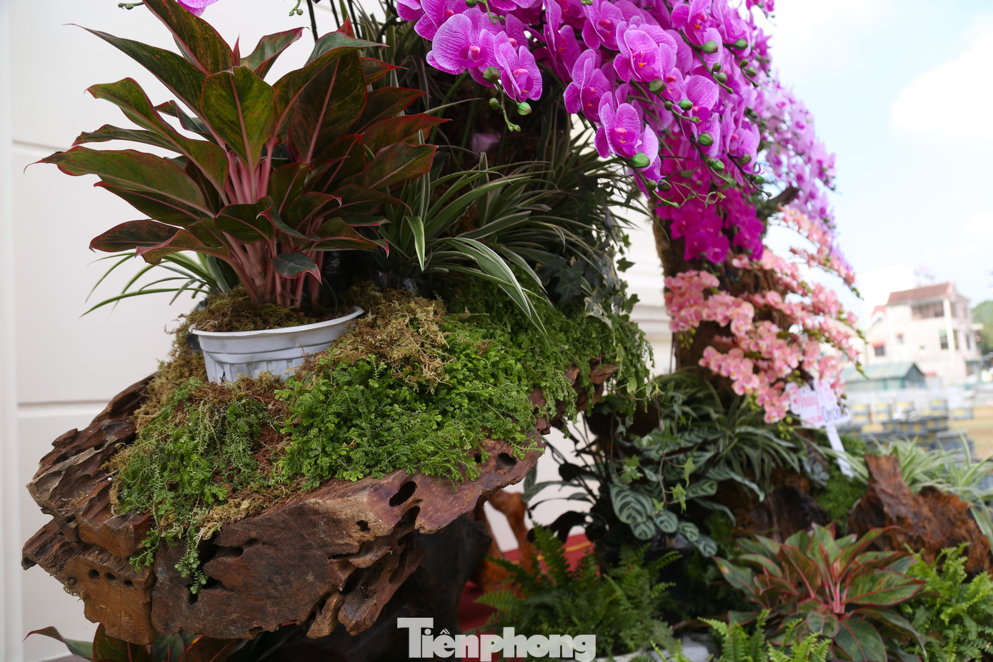 Ngoài hoa lan hồ điệp chủ đạo, trên gỗ lũa còn được trang trí thêm cây xanh, rong rêu, lá, cây may mắn...