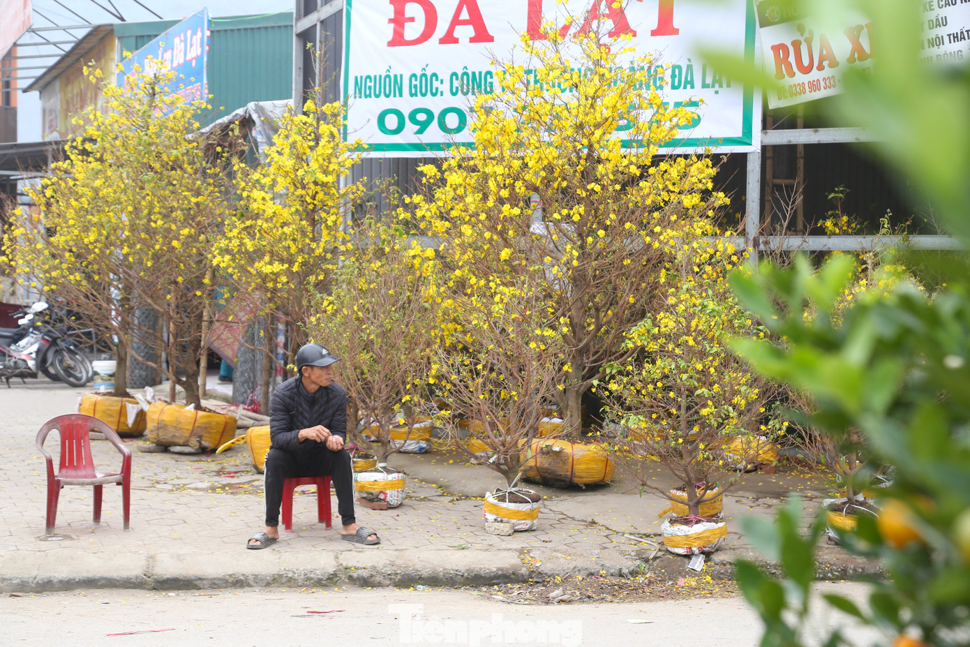 Tình trạng người bán nhiều hơn người mua diễn ra khá phổ biến. Trong ảnh, người buôn đào, quất, mai,... ngồi đợi khách sáng 29 Tết.