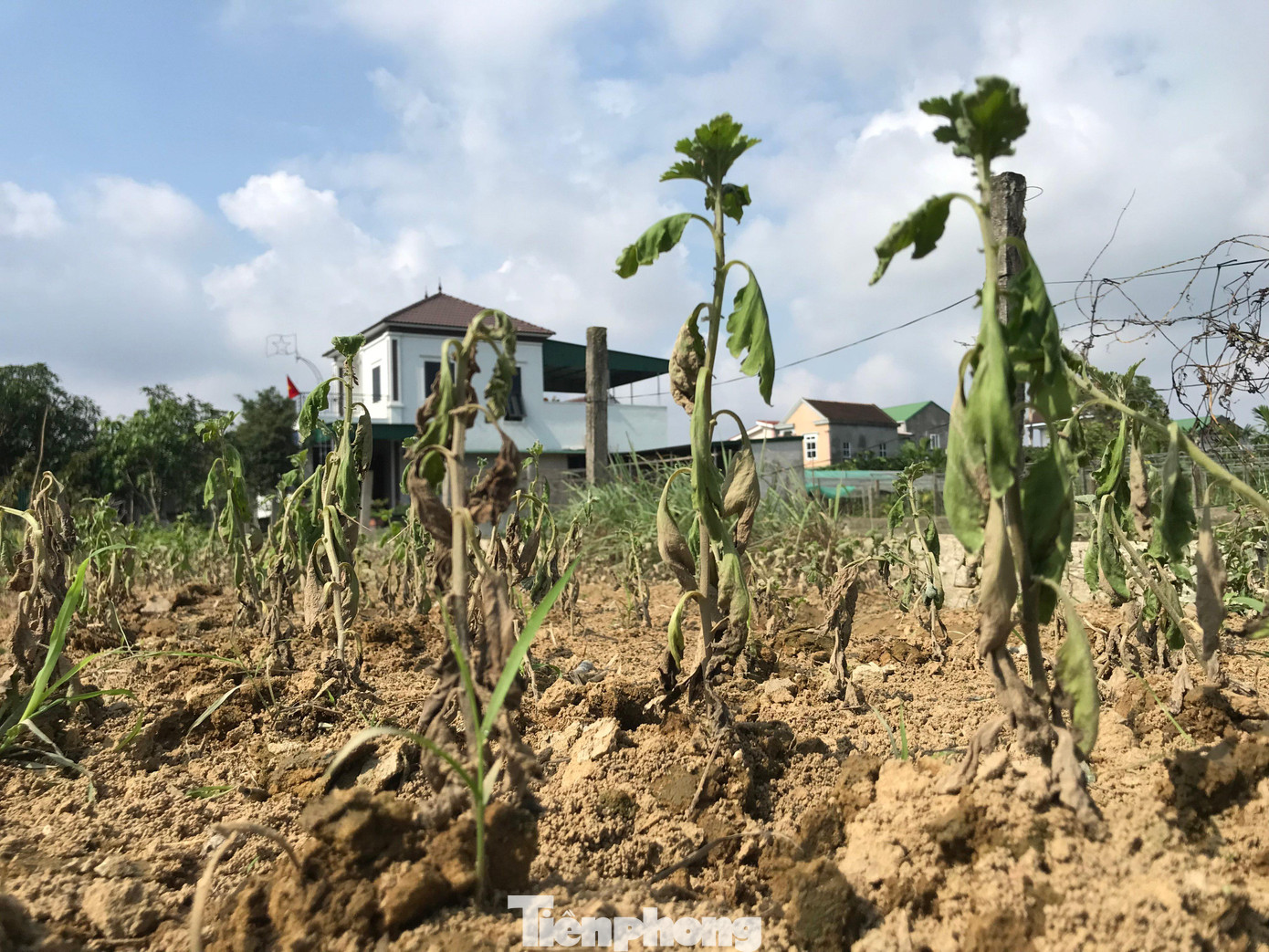 Theo người dân, vụ hoa Tết năm nay giống hoa tăng, phân bón tăng nên mỗi sào (500m2) hoa đầu tư hết 7 - 8 triệu đồng. Tết là vụ hoa chính, đem lại thu nhập cao cho người trồng hoa, nhưng với thời tiết cực đoan năm nay phần lớn đều khó có hoa để bán.