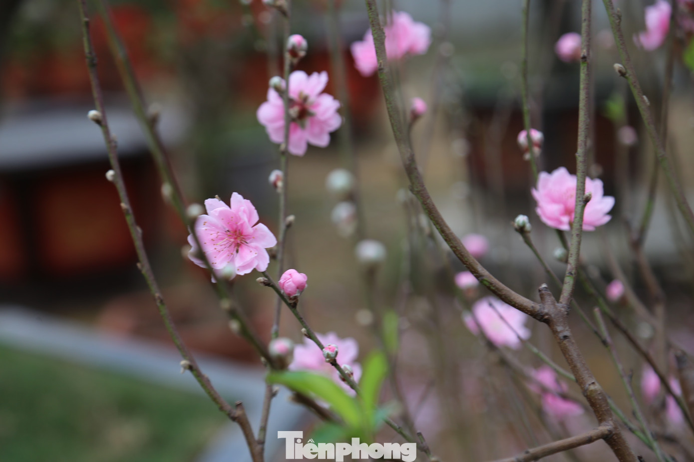 Những cành đào nở sớm mang cảm giác không khí Tết đã đến thật gần.