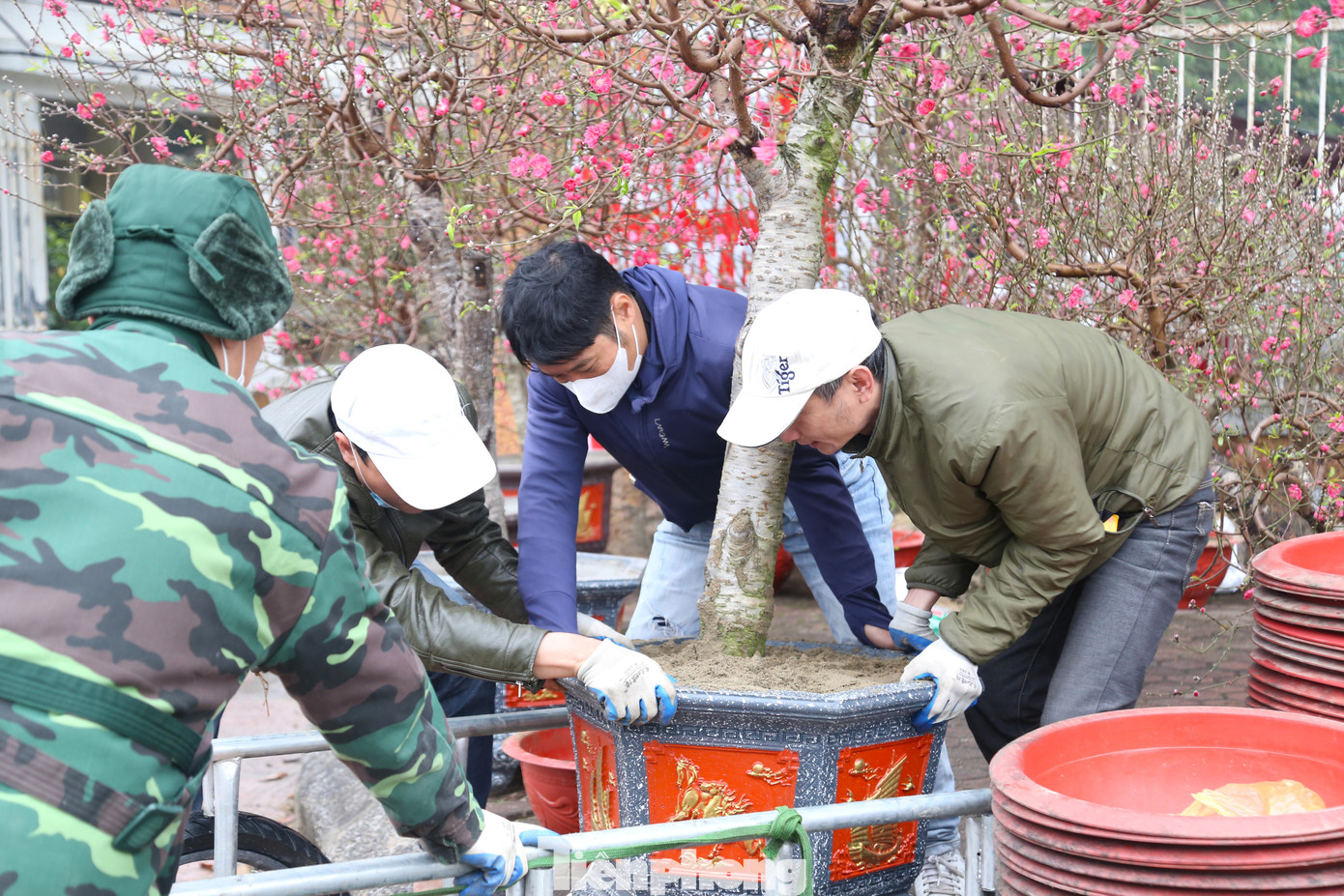 Thông thường, cây quất, đào đều có kích thước lớn, phải những người “thạo nghề” mới dễ dàng vận chuyển. Nắm bắt xu hướng này, nhiều tài xế xe ôm tranh thủ làm thêm dịch vụ chuyên chở.