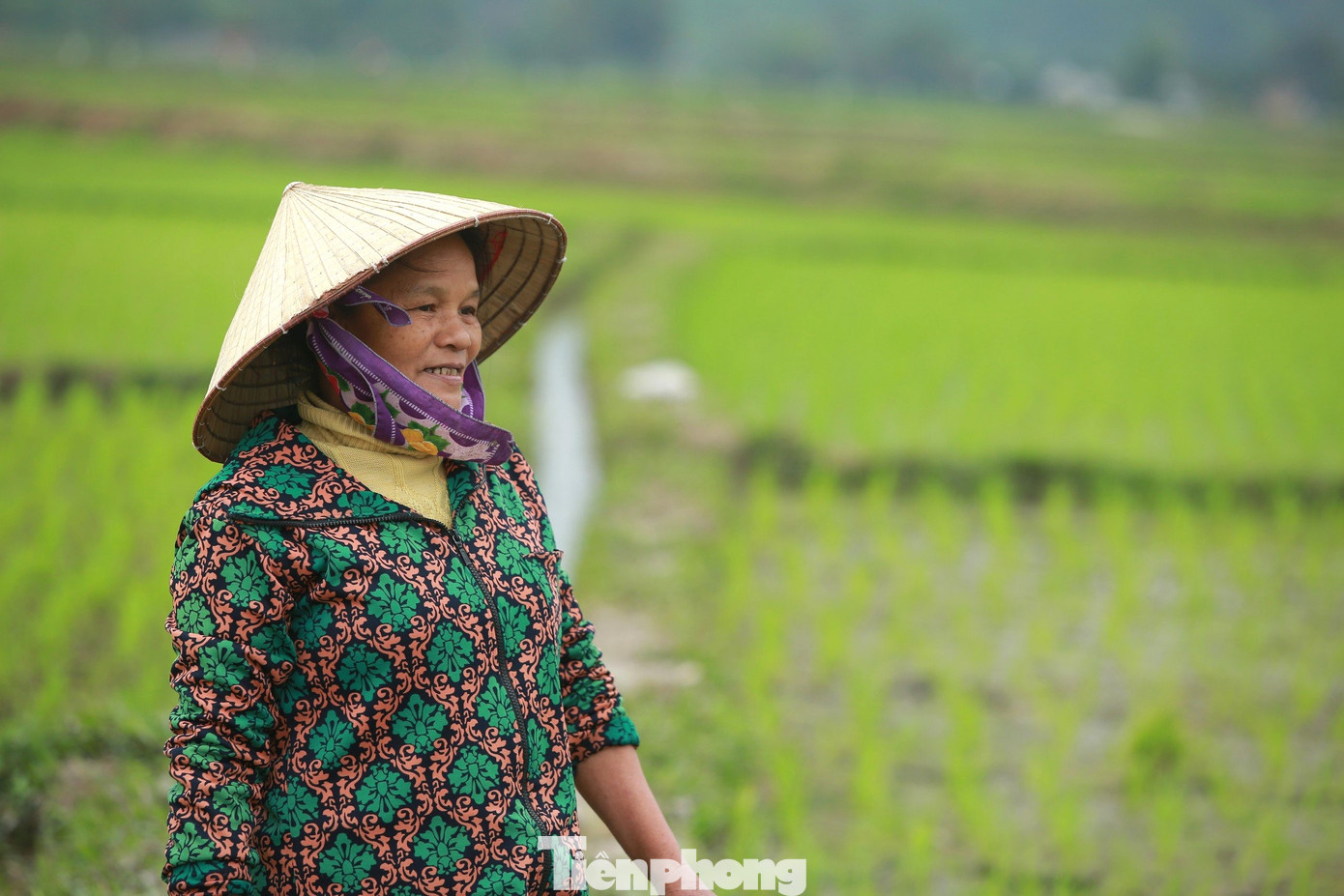 Gia đình bà Nguyễn Thị Xuân (trú xã Châu Quang, huyện Quỳ Hợp) có 7 sào ruộng. Thời điểm này, bà vẫn tranh thủ ra đồng bắt ốc, nhổ tỉa, cấy dặm lúa. “Tôi tranh thủ ra thăm đồng, vừa kiểm tra mực nước trong ruộng, vừa xem mức độ sinh trưởng của lúa để tỉa dặm. Ngoài ra, ốc bươu vàng phá hoại nhiều nên phải đi kiểm tra thường xuyên”, bà Xuân chia sẻ.