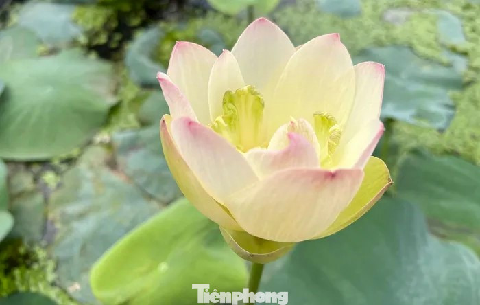 Sen Bỉ Ngạn Vàng ngoài màu sắc lạ, nở bung cánh, xòe đẹp, còn có hương thơm ngát.