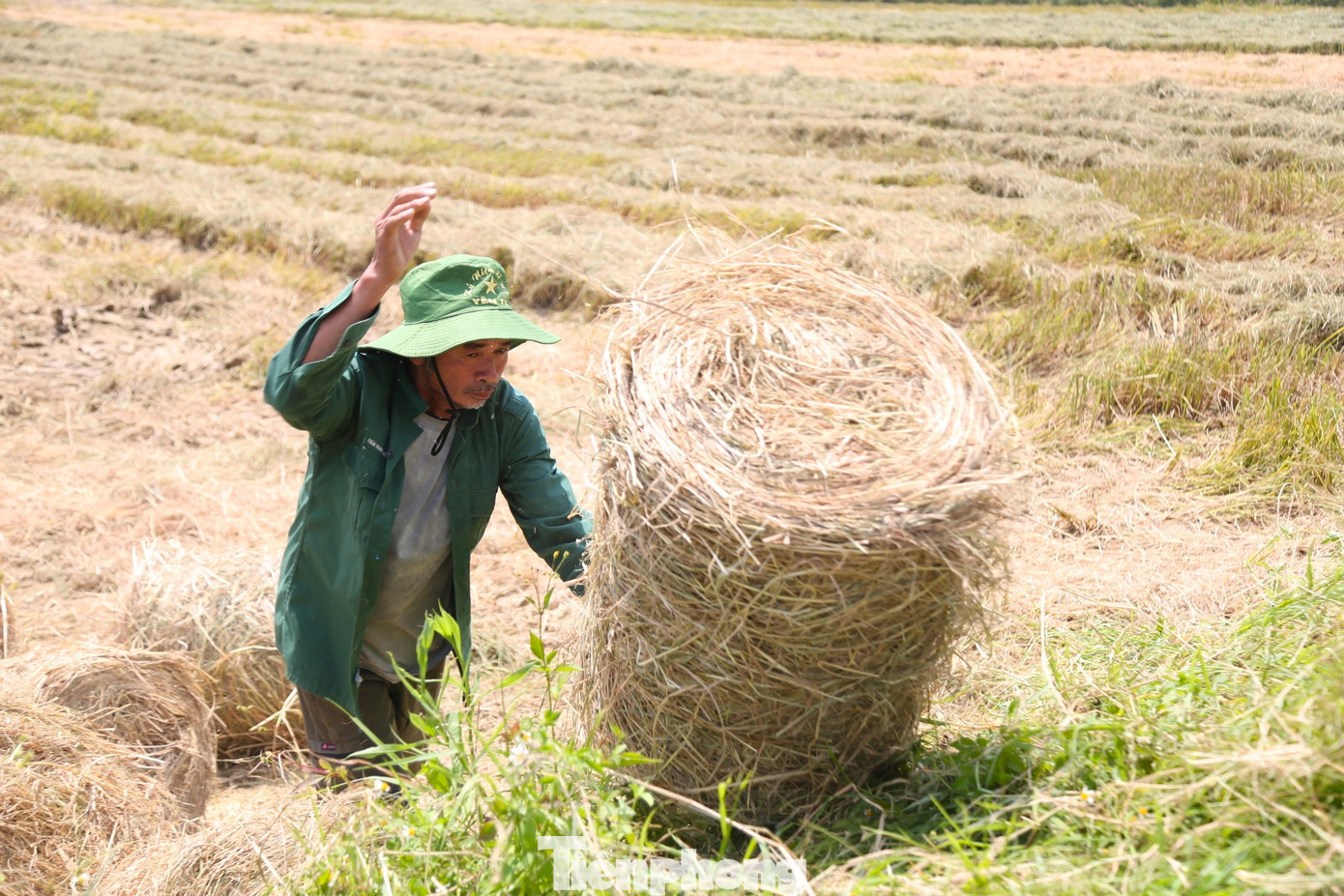 Nghề cuộn rơm hoạt động mạnh nhất vào sau vụ lúa Đông Xuân. Vì mùa này nắng gắt, rơm nhanh khô. Mặt đất ruộng nhờ đó không lầy lội và thuận lợi cho máy cuộn hoạt động.