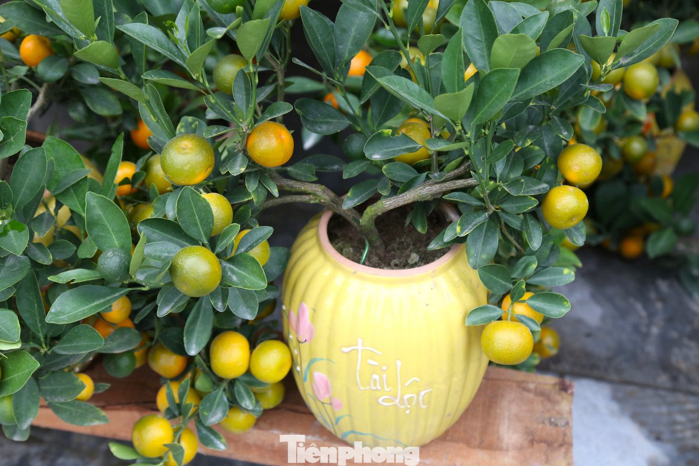 Những cây quất cao khoảng 40cm, được trồng trong bình gốm, kết cấu gọn và nhẹ.