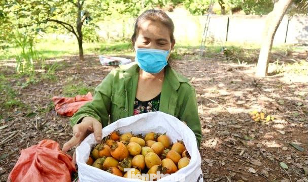 Do ảnh hưởng của dịch COVID-19 nên thị trường tiêu thụ hồng thu hẹp hơn. Tuy nhiên, giá bán hồng ổn định, từ 17.000 - 20.000 đồng/kg.