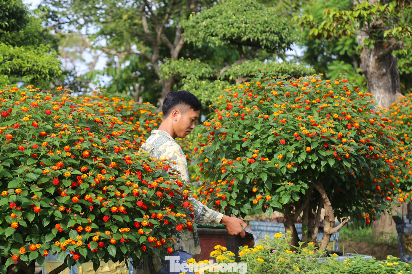 Anh Nguyễn Mạnh Hùng (SN 1992, trú xã Nghi Ân, TP Vinh) cho biết, nhận thấy vẻ đẹp của loài hoa này, anh đã săn lùng, chăm sóc và lai tạo được những cây ngũ sắc có màu độc lạ như màu tím rũ, trắng, vàng nghệ, đỏ nhung, cà rốt...