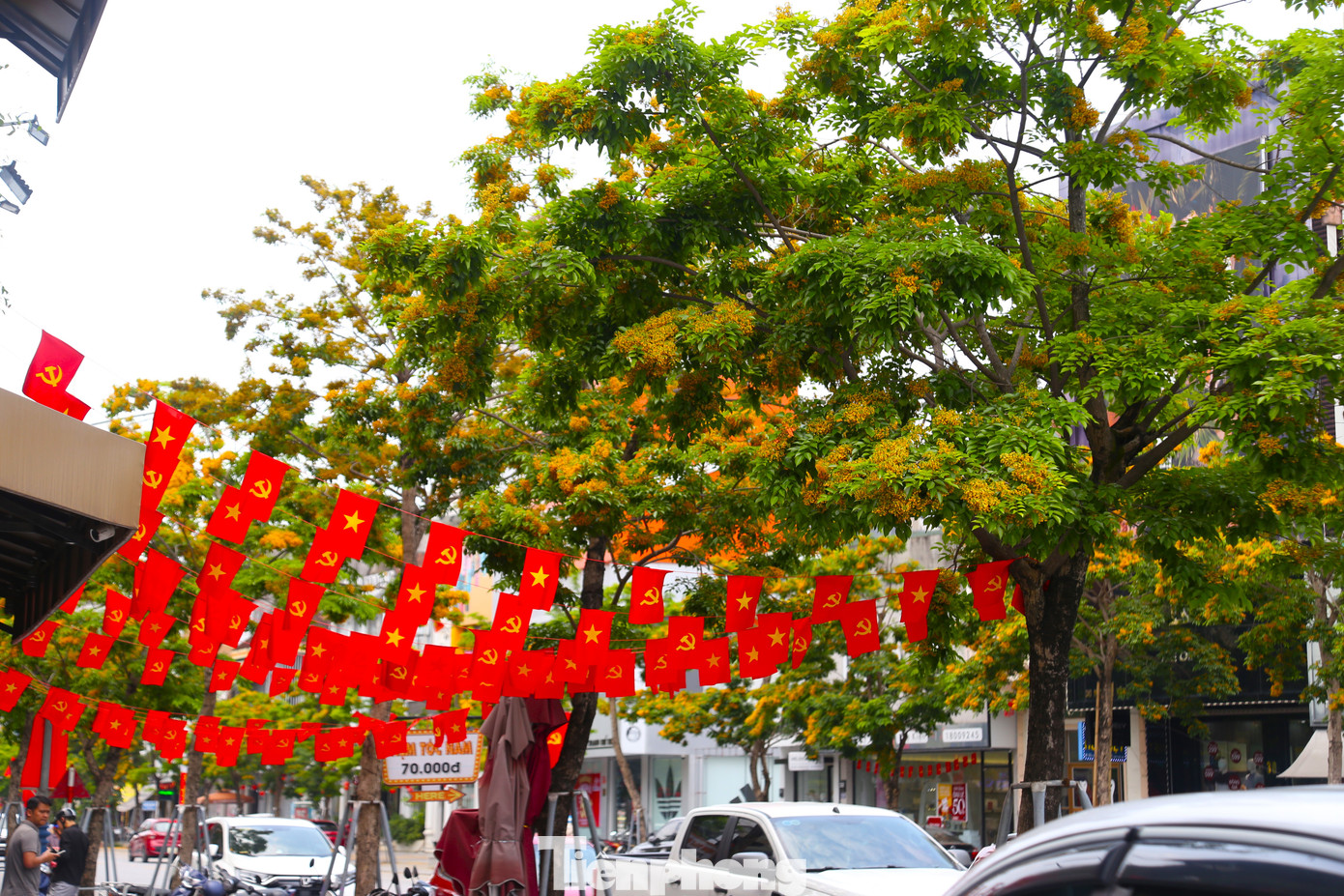 Hoa giáng hương bung nở đúng dịp cả nước đón mừng đại lễ 30/4, khắp phố phường đỏ rực cờ hoa.