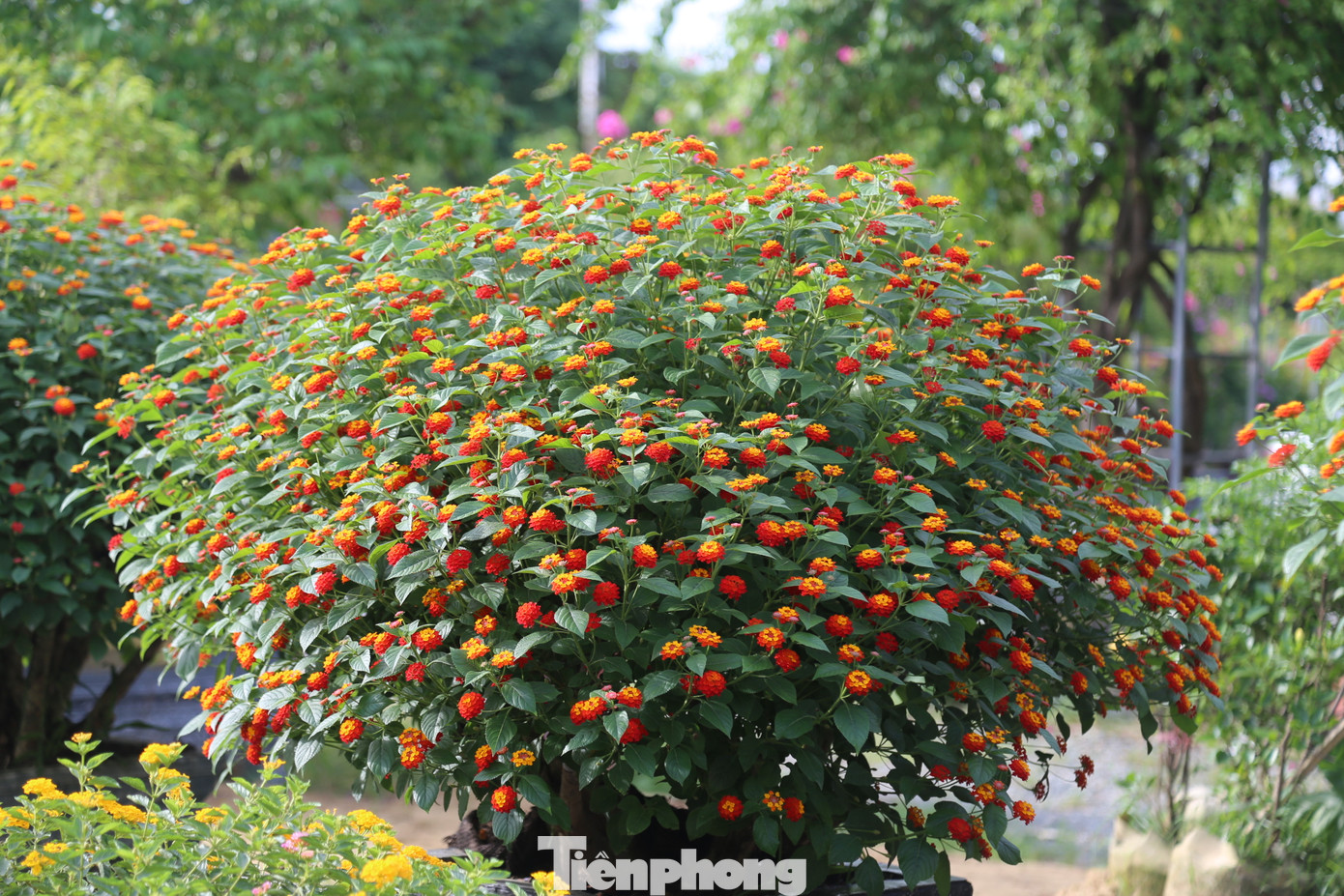 Từ một loài hoa dại, giờ đây ngũ sắc đã "biến hình" trở thành cây cảnh hạng sang với giá cả chục triệu đồng.