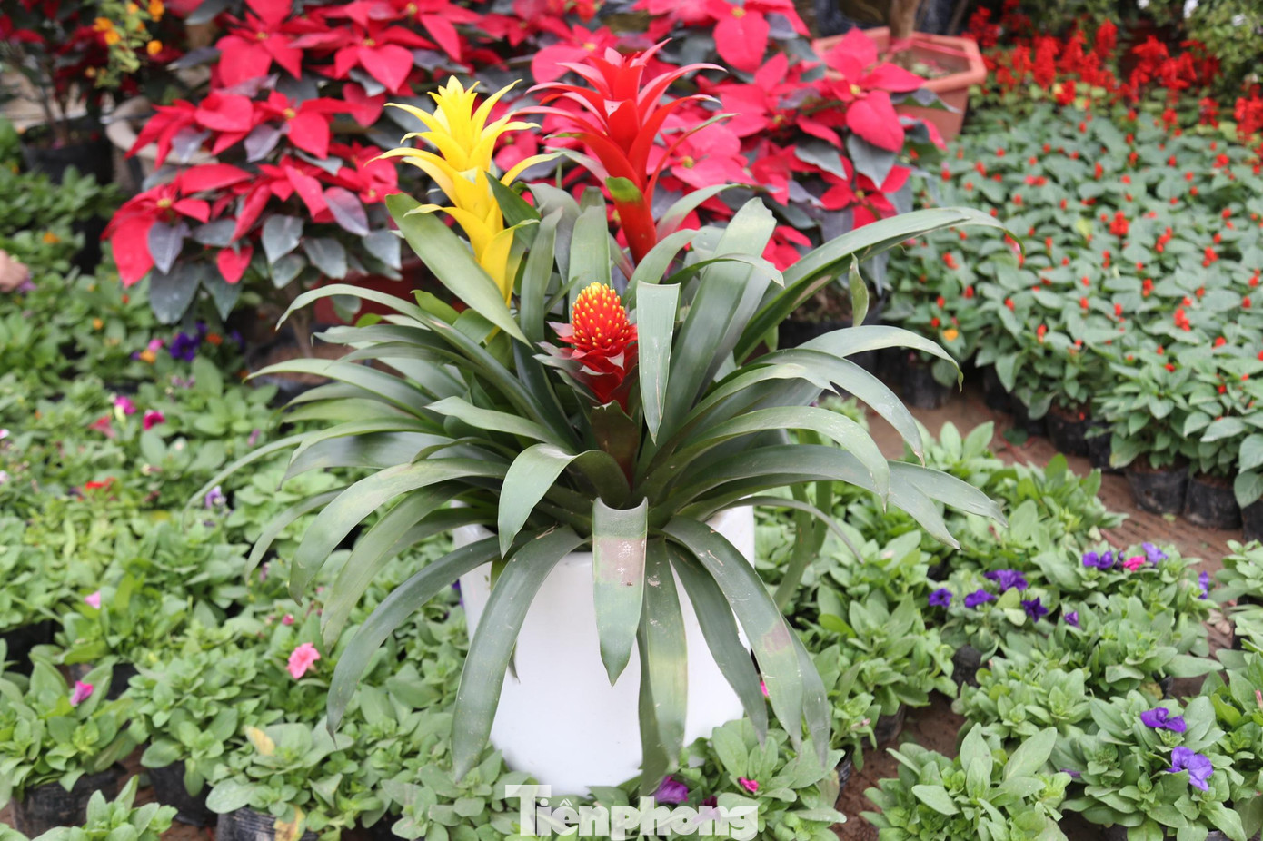 Chậu hoa Phúc - Lộc - Thọ