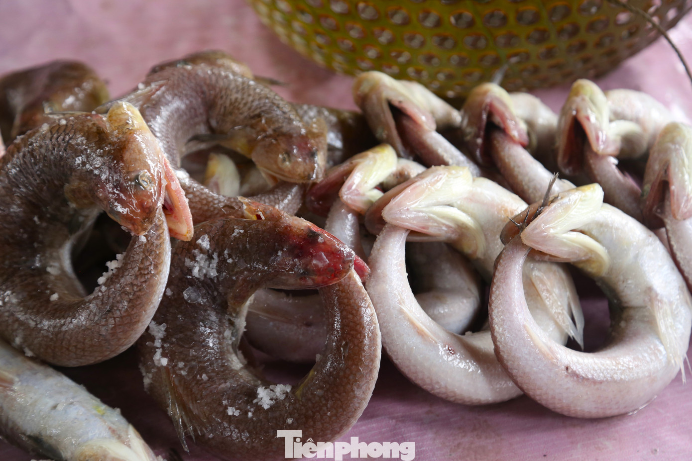 “Cá được lựa chọn tươi ngon, thịt chắc, sau khi xóc muối làm sạch thì uốn cong sao cho miệng cá ngậm trọn lấy đuôi tạo thành hình tròn. Công đoạn uốn cá đòi hỏi sự khéo léo, tỉ mỉ để con cá cân xứng, không làm gãy xương cá. Cá sau đó được cho vào nồi hấp chín vừa, xếp ra vỉ sắt cho ráo nước rồi đem đi xông”, bà Thu cho hay.