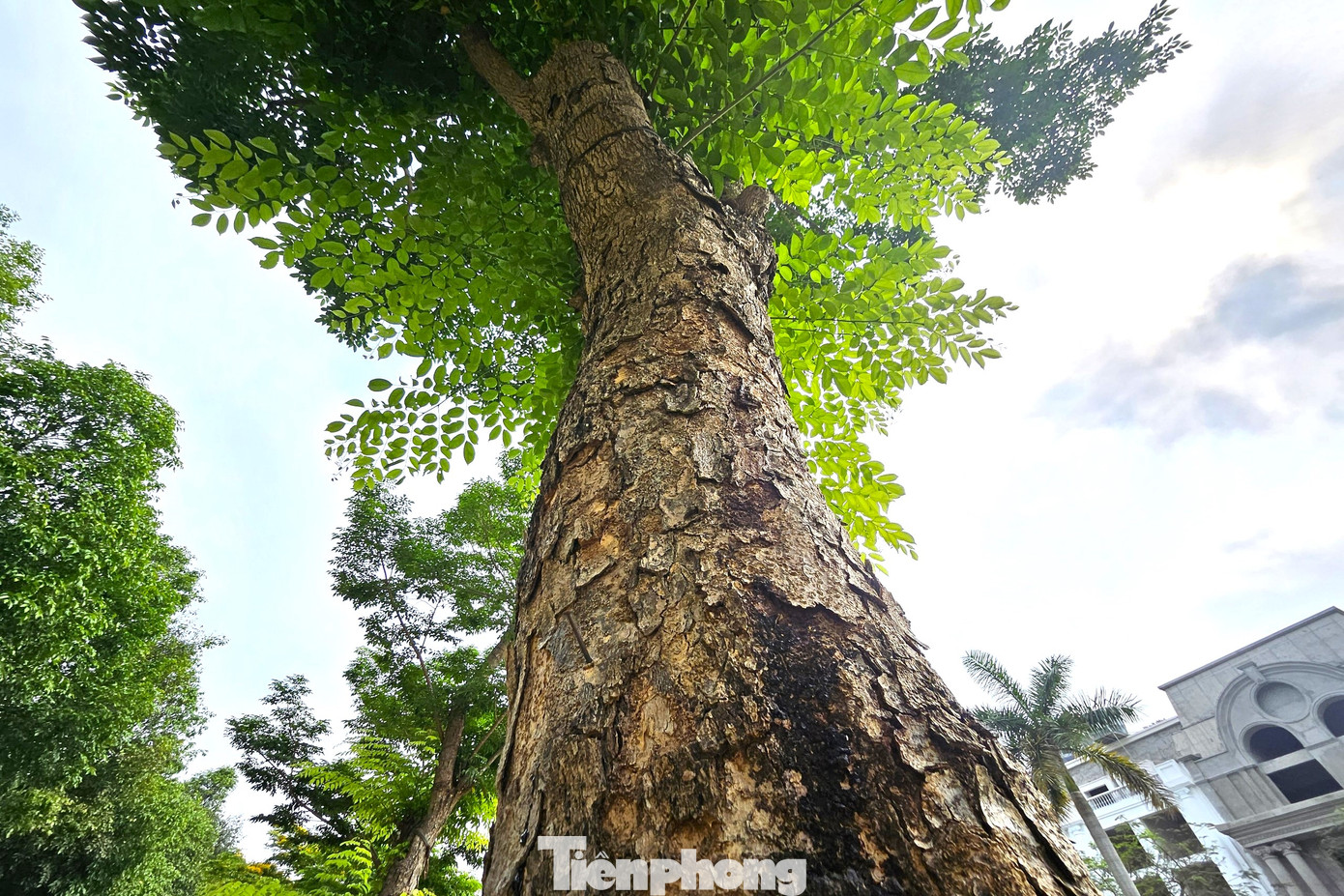 Bên ngoài thân có lớp vỏ màu nâu đen sẫm, vỏ không nhẵn, bề ngoài là các nét kẻ dọc.