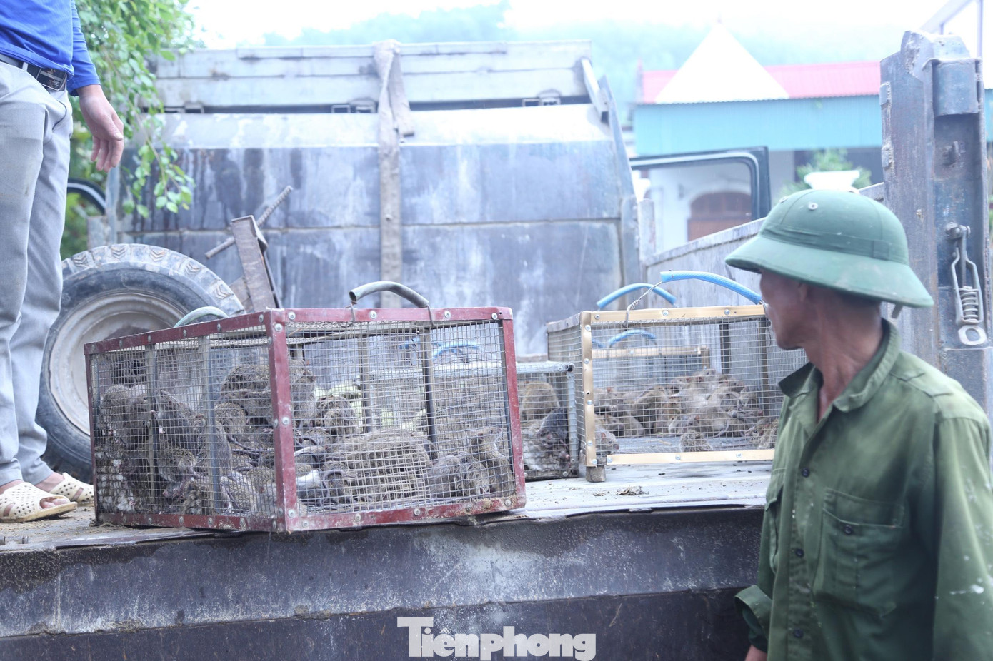 Dùng xe tải chở chuột đi tiêu thụ