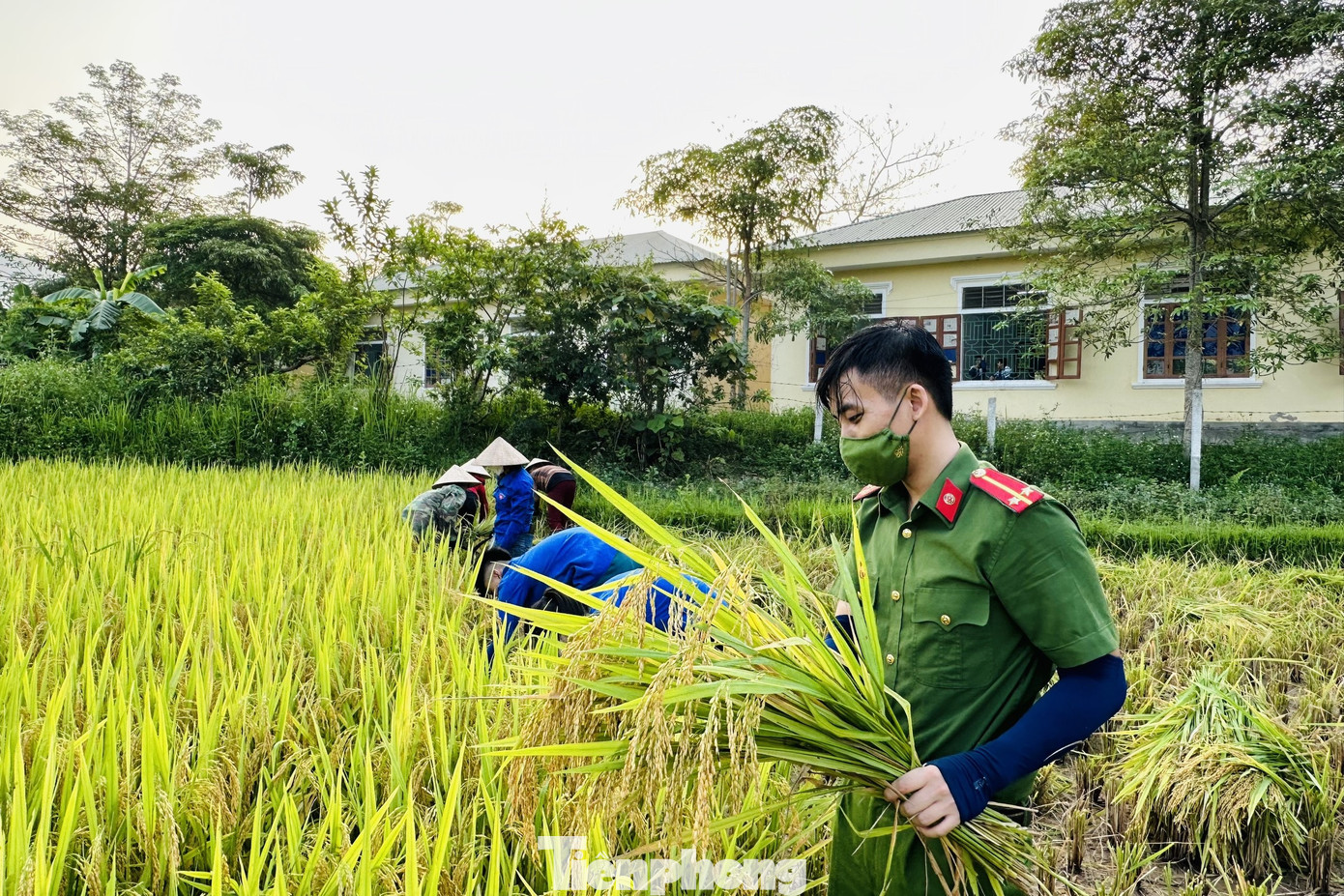 Theo dự báo, từ ngày 23/5 sẽ là tiết tiểu mãn, có mưa nhiều, với phương châm "xanh nhà hơn già đồng", "giúp nhà nào, gọn nhà đó", các cán bộ, chiến sĩ công an, đoàn viên thanh niên đã tranh thủ xuống đồng giúp dân thu hoạch gọn lúa.
