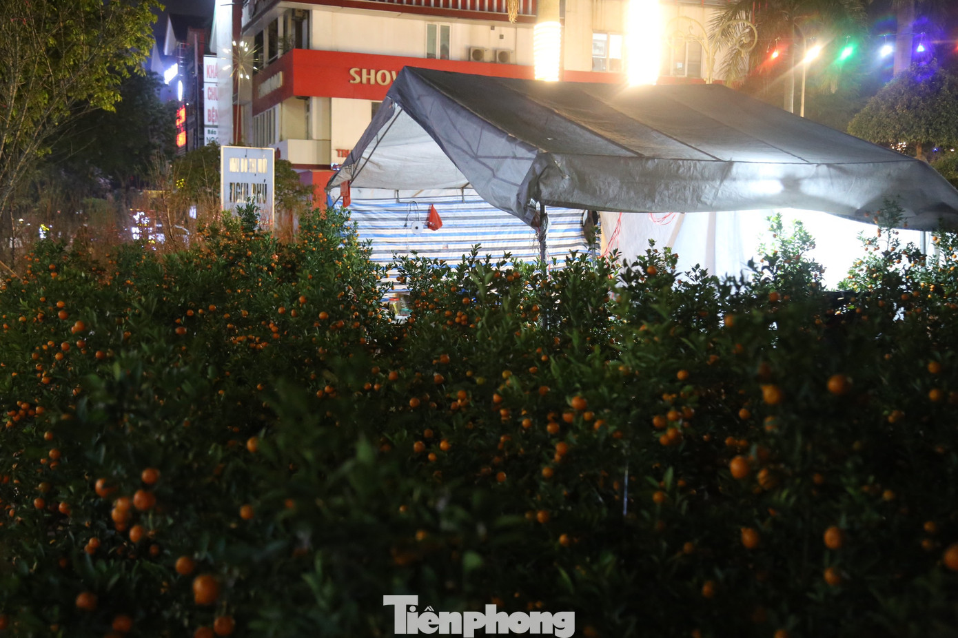 Khoảng một tuần nay, tại các điểm bán hoa, cây cảnh ở thành phố Vinh, Nghệ An, tiểu thương đã dựng lều, căng bạt ngay sát những chậu quất, bưởi, đào để tiện trông giữ.
