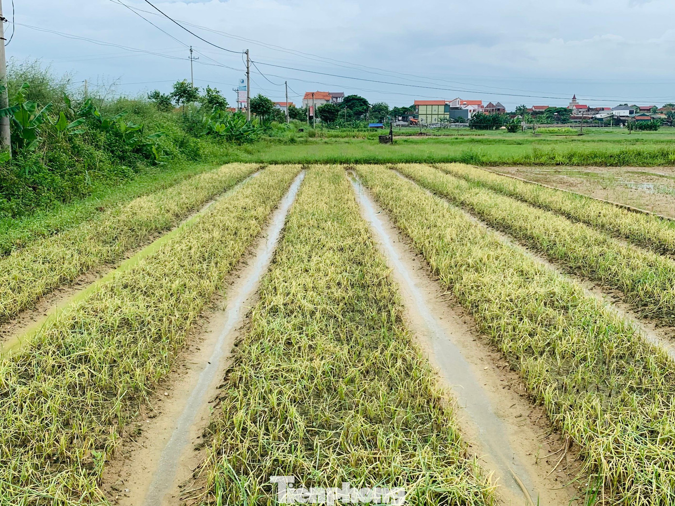 Hàng nghìn ha hoa màu ở vùng chuyên canh huyện Quỳnh Lưu chết rũ ngoài đồng Hàng nghìn ha hoa màu ở vùng chuyên canh huyện Quỳnh Lưu chết rũ ngoài đồng