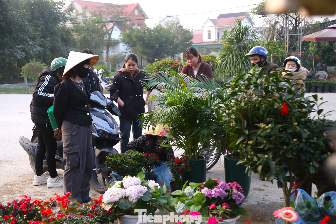 Các nhà vườn làm việc hết công suất cho vụ hoa lớn nhất năm.
