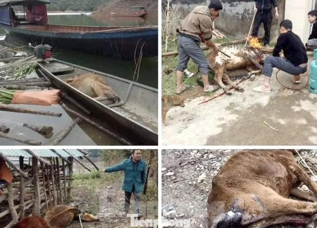 Trâu, bò chết la liệt ở các huyện miền núi Nghệ An Trâu, bò chết la liệt ở các huyện miền núi Nghệ An