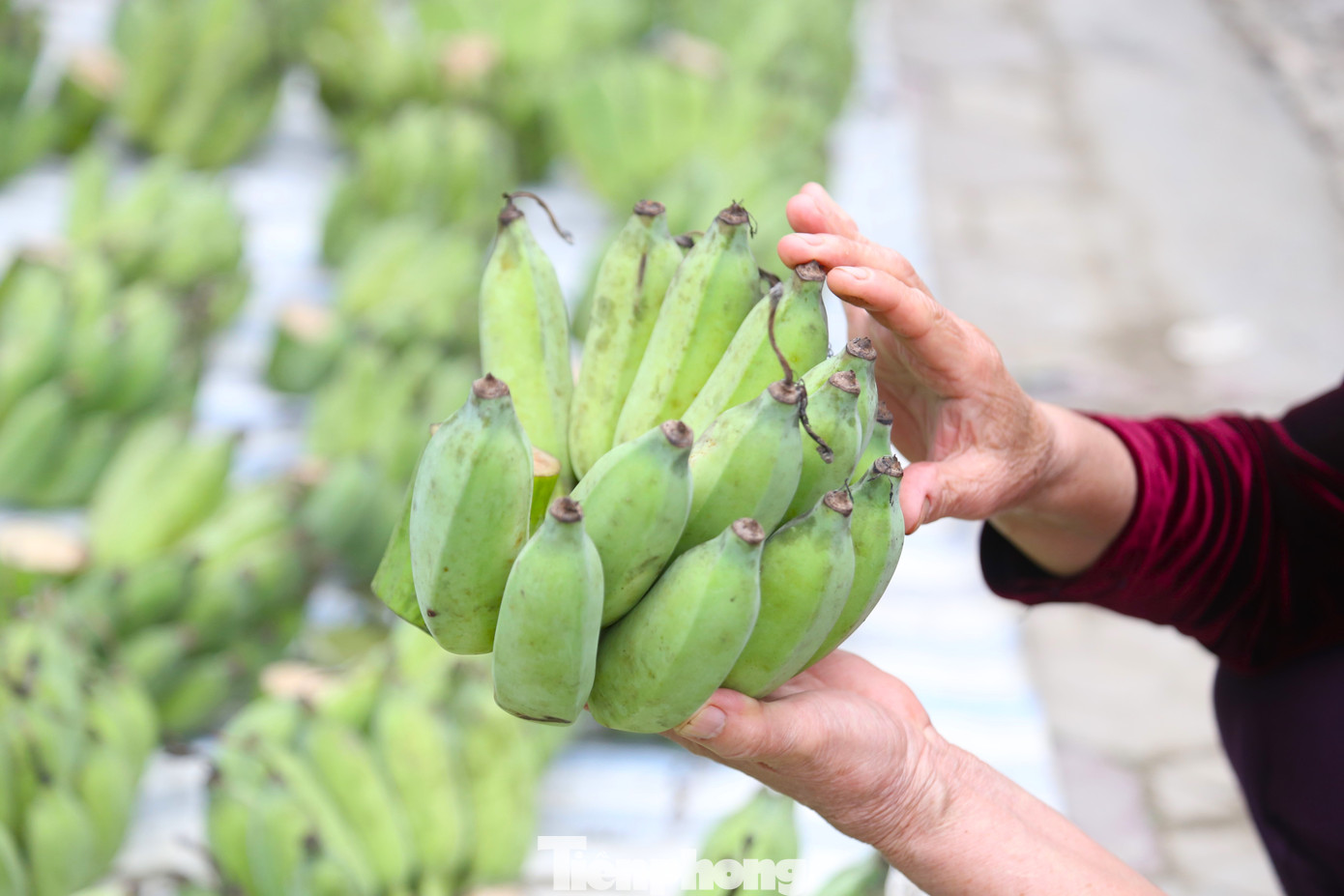 Nải chuối lẻ giá đắt hơn vì hiếm, số nải chuối lẻ trong một buồng chuối cũng không nhiều. Hơn nữa, theo quan niệm dân gian, nải chuối có số quả lẻ tượng trưng cho sự may mắn.