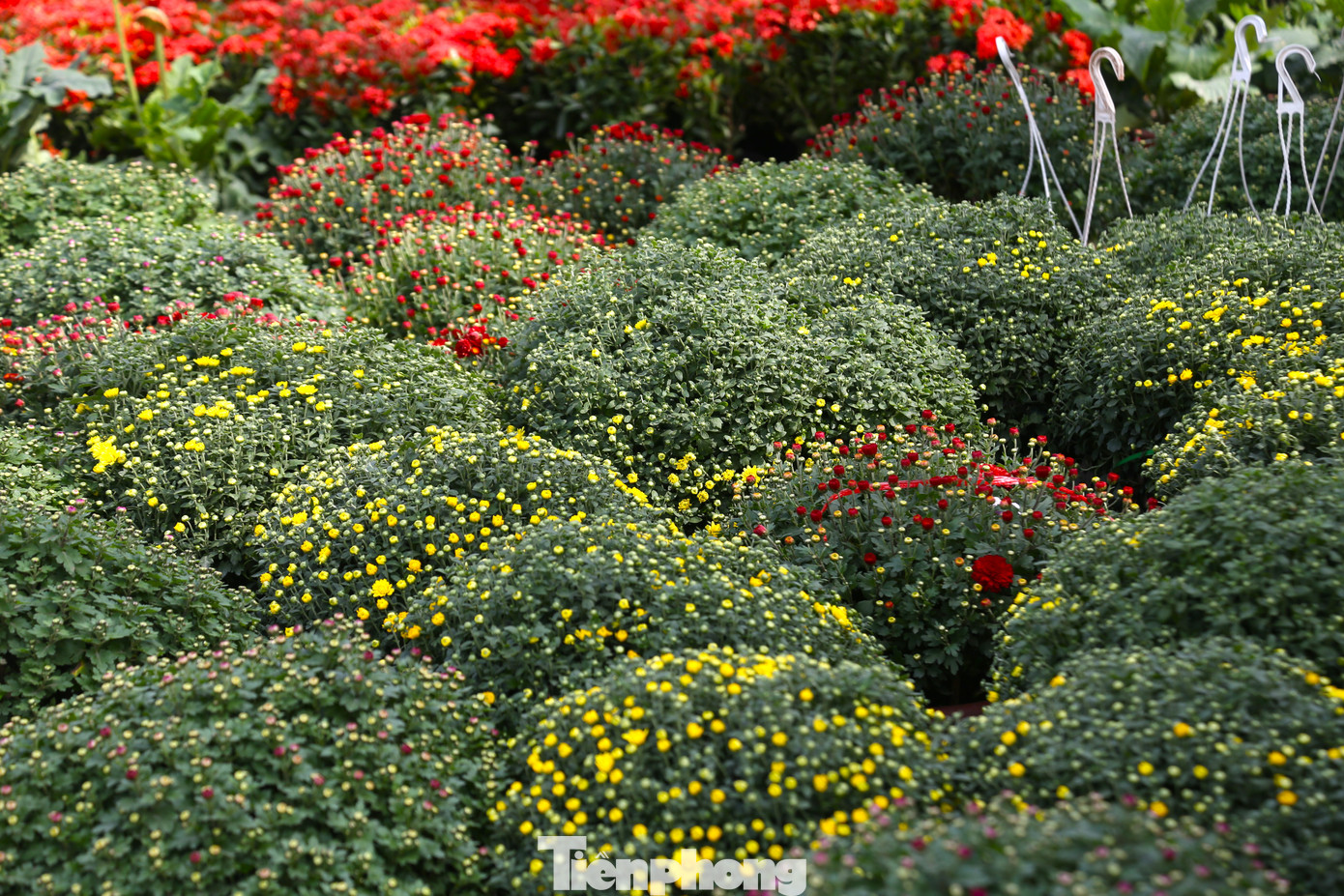 Những chậu cúc mâm xôi chi chít nụ.
