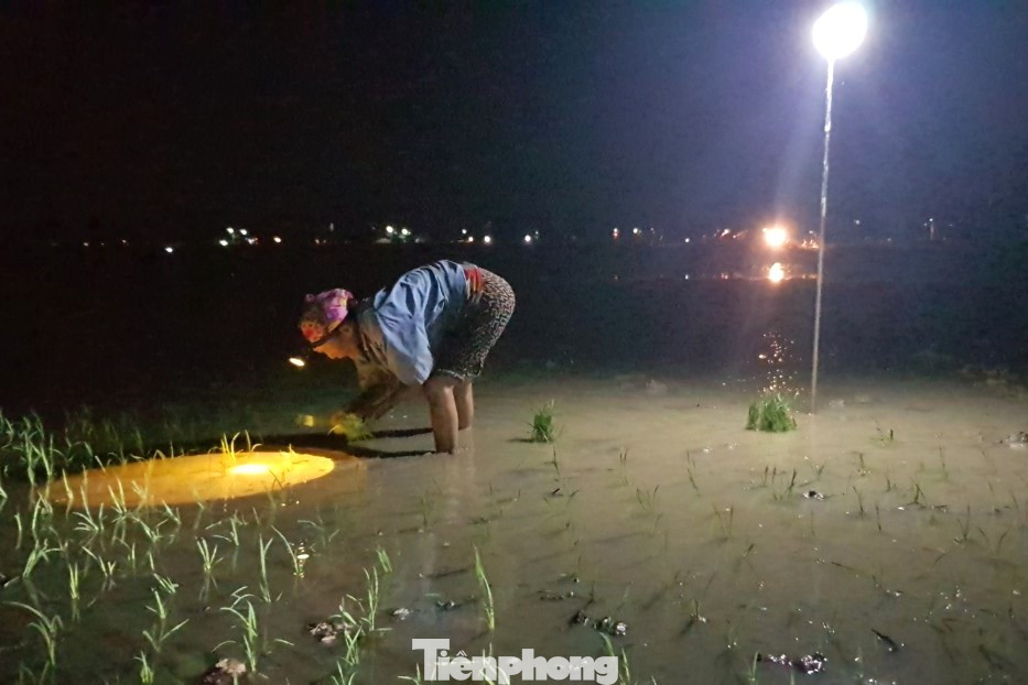 Có nhiều người mang đèn tích điện, đèn năng lượng để soi sáng, thuận lợi cho việc gieo cấy.