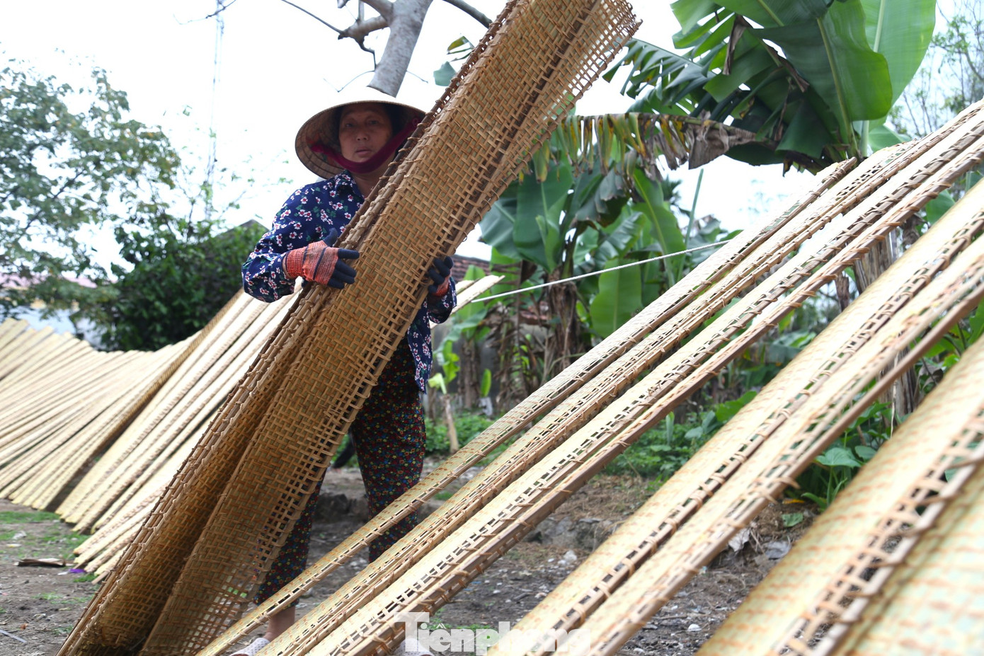 Bánh sau khi làm xong được rải lên những chiếc phên tre để đưa đi phơi nắng. Việc phơi bánh cũng phải có kỹ thuật để tránh bánh bị mốc, ròn, nứt vỡ.