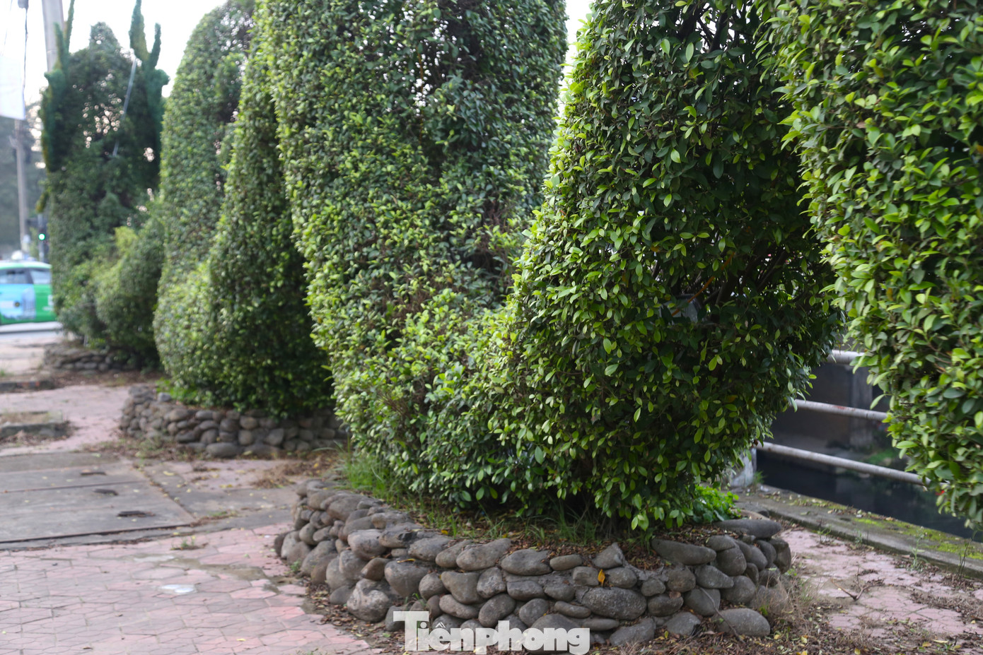 Không chỉ phần đầu, nhiều chi tiết trên lưng rồng cũng được cắt tỉa chỉn chu hơn