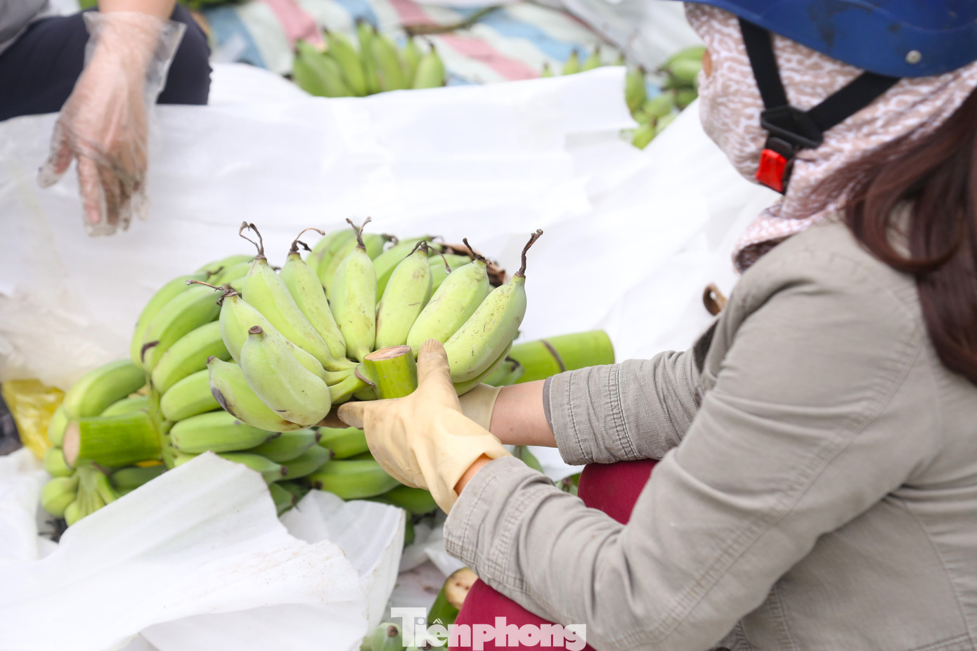 Do chuối miền Bắc khan hàng, giá cao nên một số tiểu thương nhập chuối tiêu miền Nam về bán. Mặc dù giá chuối tiêu miền Nam khá rẻ, chỉ 80.000-130.000 đồng/nải đều, đẹp song không được người dân ưa chuộng. Bởi, mọi người e ngại chuối được vận chuyển bằng container lạnh, đem về thờ Tết sẽ nhanh xuống mã.