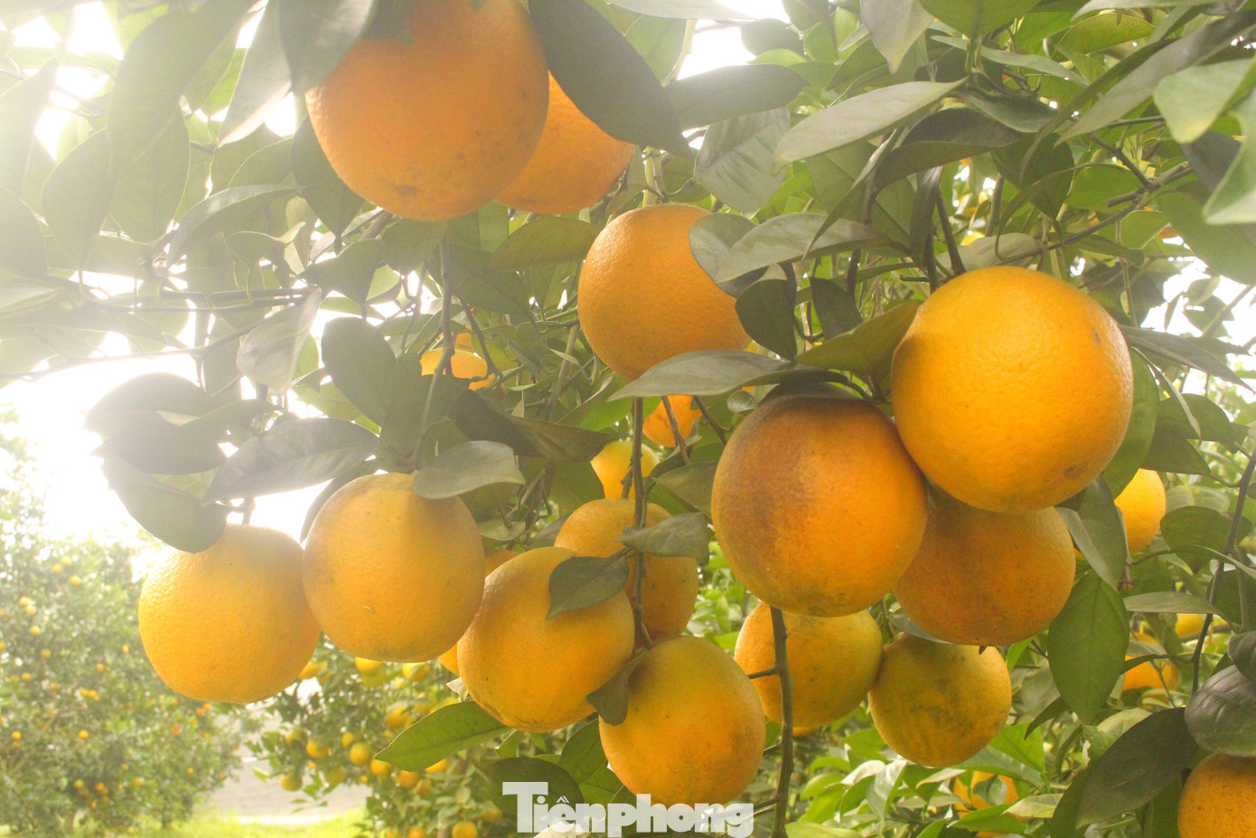 Trang trại cam của ông Biên cho thu hoạch với sản lượng trung bình các vụ từ 100 - 120 tấn, trừ chi phí thu lãi khoảng 2 tỷ đồng. “Năm nay khách đến mua cam sớm hơn nhiều so với những năm trước. Có thể vì dịch nên họ tranh thủ mua gửi làm quà biếu sớm, cận Tết lỡ dịch bùng phát mạnh lại không gửi được”, ông Biên chia sẻ. Trang trại cam của ông Biên cho thu hoạch với sản lượng trung bình các vụ từ 100 - 120 tấn, trừ chi phí thu lãi khoảng 2 tỷ đồng. “Năm nay khách đến mua cam sớm hơn nhiều so với những năm trước. Có thể vì dịch nên họ tranh thủ mua gửi làm quà biếu sớm, cận Tết lỡ dịch bùng phát mạnh lại không gửi được”, ông Biên chia sẻ.