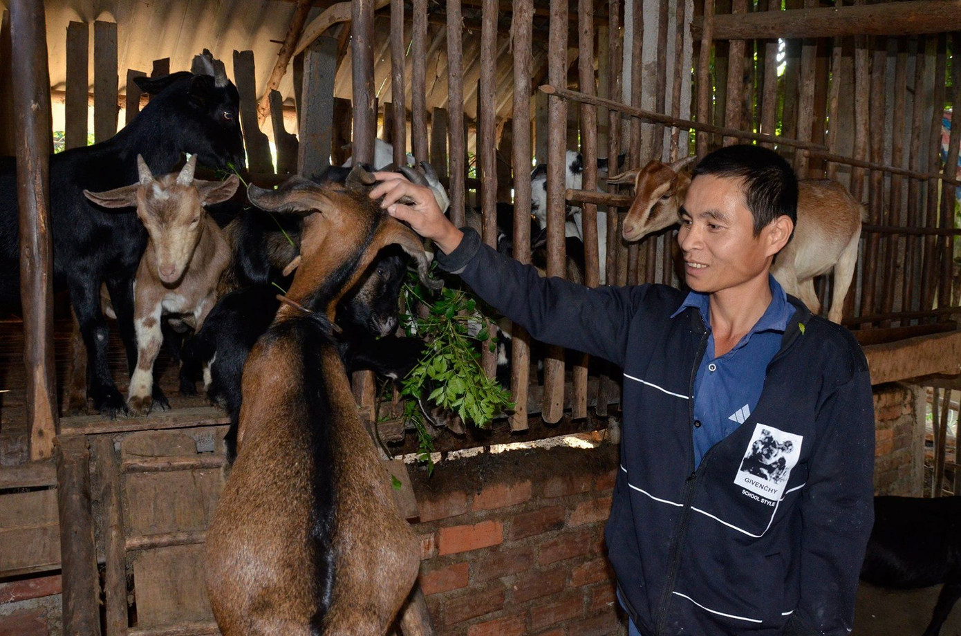 Phát triển mô hình chăn nuôi giúp người dân khu vực miền núi Nghệ An nâng cao thu nhập. Phát triển mô hình chăn nuôi giúp người dân khu vực miền núi Nghệ An nâng cao thu nhập.