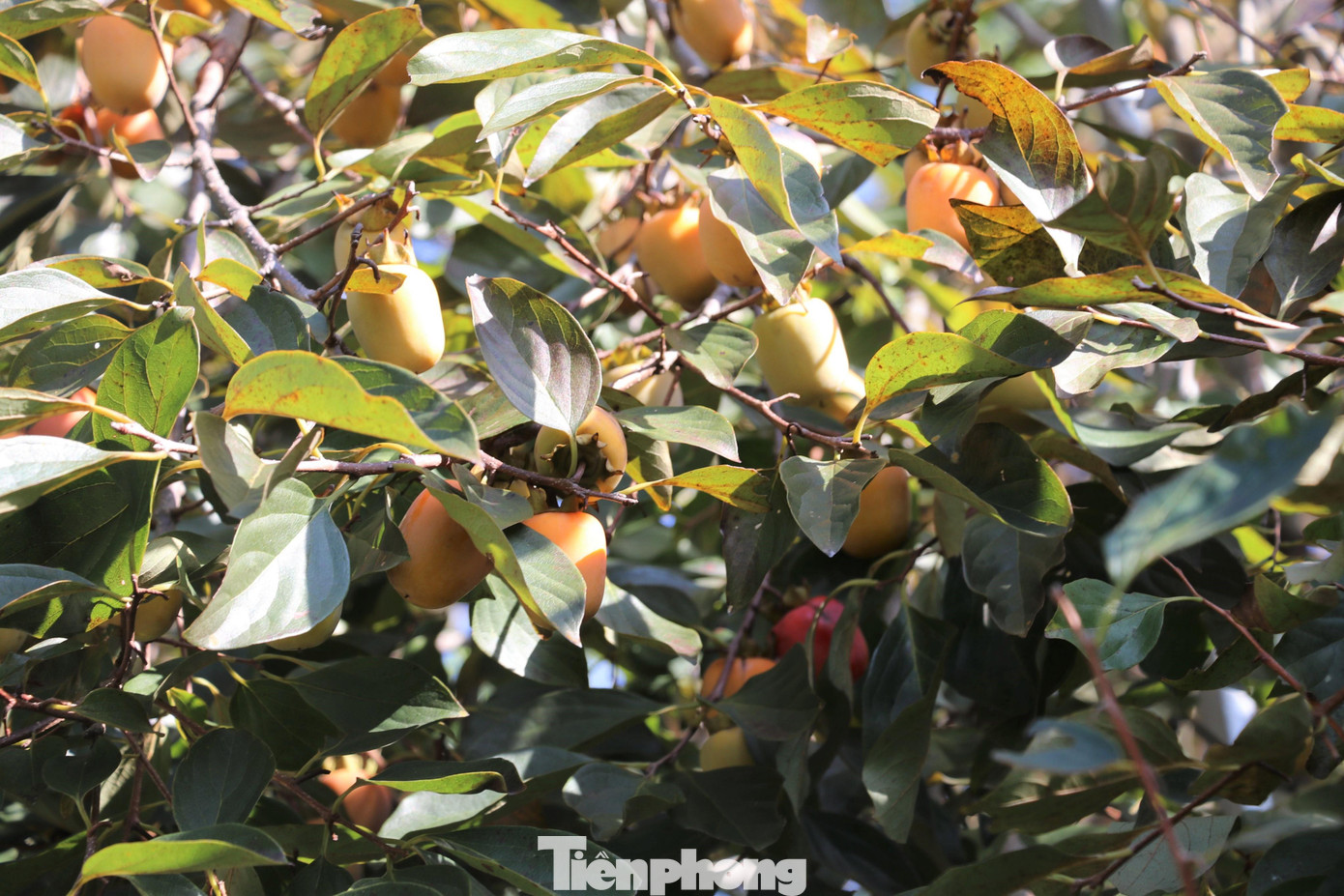 Ông Hồ Viết Hoa - Chủ tịch Hội Nông dân xã Nam Anh, cho biết: “Hồng là cây trồng chủ lực của xã Nam Anh. Toàn xã có hơn 300 hộ trồng hồng với diện tích khoảng 100 ha, nằm rải đều ở các xóm dưới chân núi Đại Huệ. Hai năm qua, hồng liên tiếp mất mùa do thời tiết, sâu bệnh. Rút kinh nghiệm, bà con đẩy mạnh chăm bón, tỉa cành, cắt bớt lá, kéo dài thời gian cho cây 'ngủ đông' lấy sức. Thời tiết thuận lợi cũng giúp cây hồng sinh trưởng và phát triển tốt hơn. Ước tính, sản lượng hồng cả xã đạt khoảng 500 tấn”.