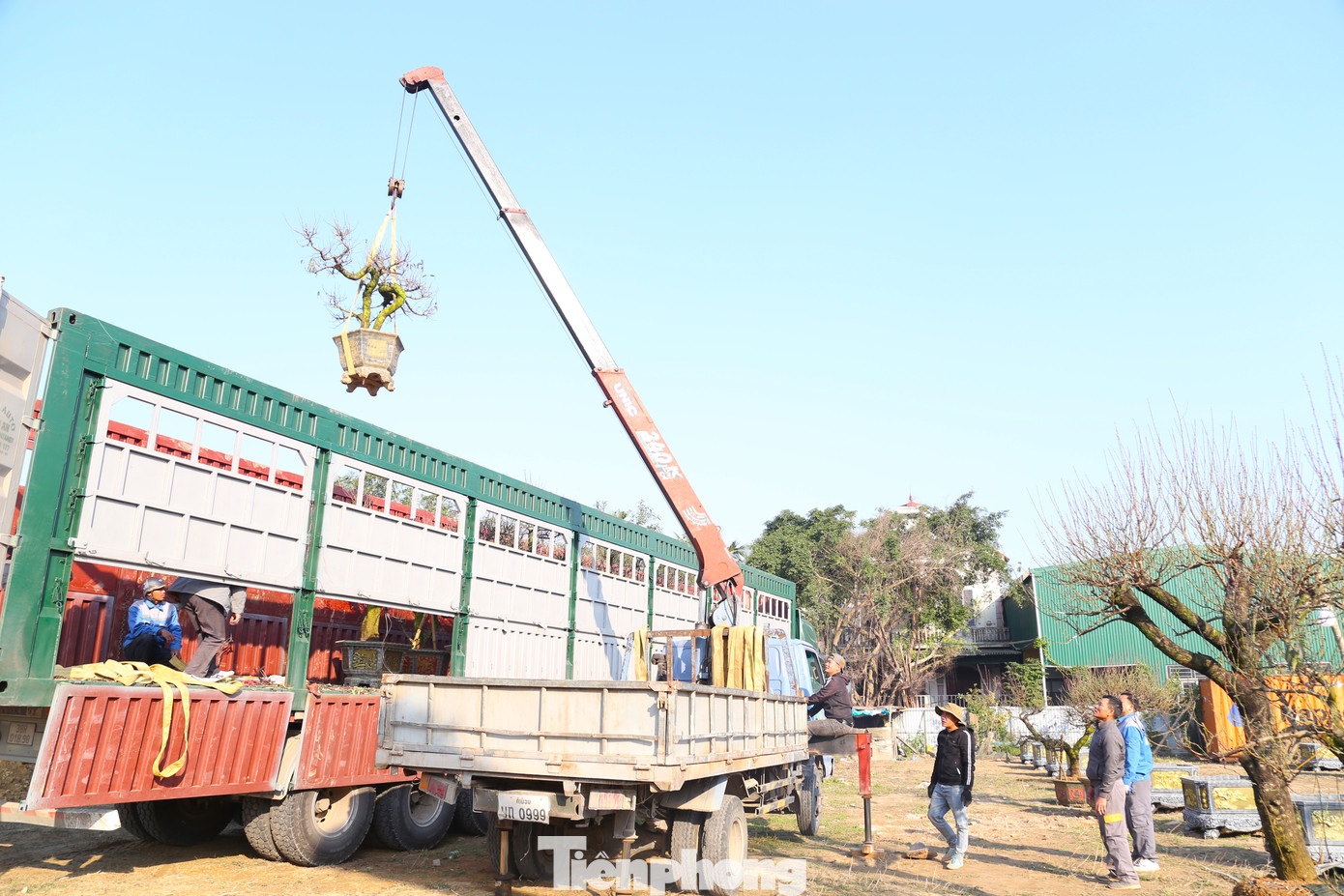 Hiện, các nhà vườn đang nhập về số lượng lớn đào để bán Tết.