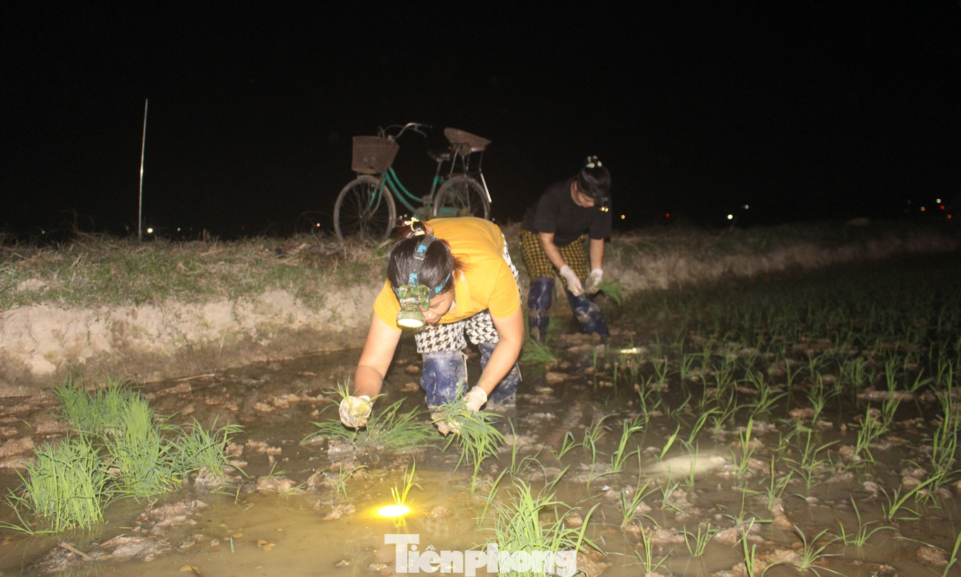 Bà con nông dân cần mẫn cấy lúa ban đêm với chút ánh sáng yếu ớt từ ánh đèn pin.