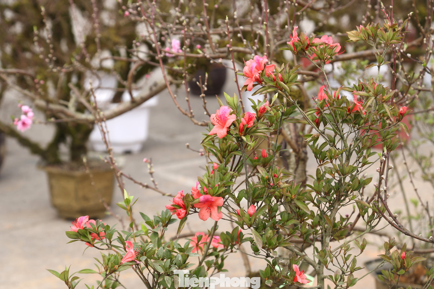 Bên cạnh hoa mộc lan, hoa đỗ quyên cũng được nhiều người săn lùng dịp Tết.