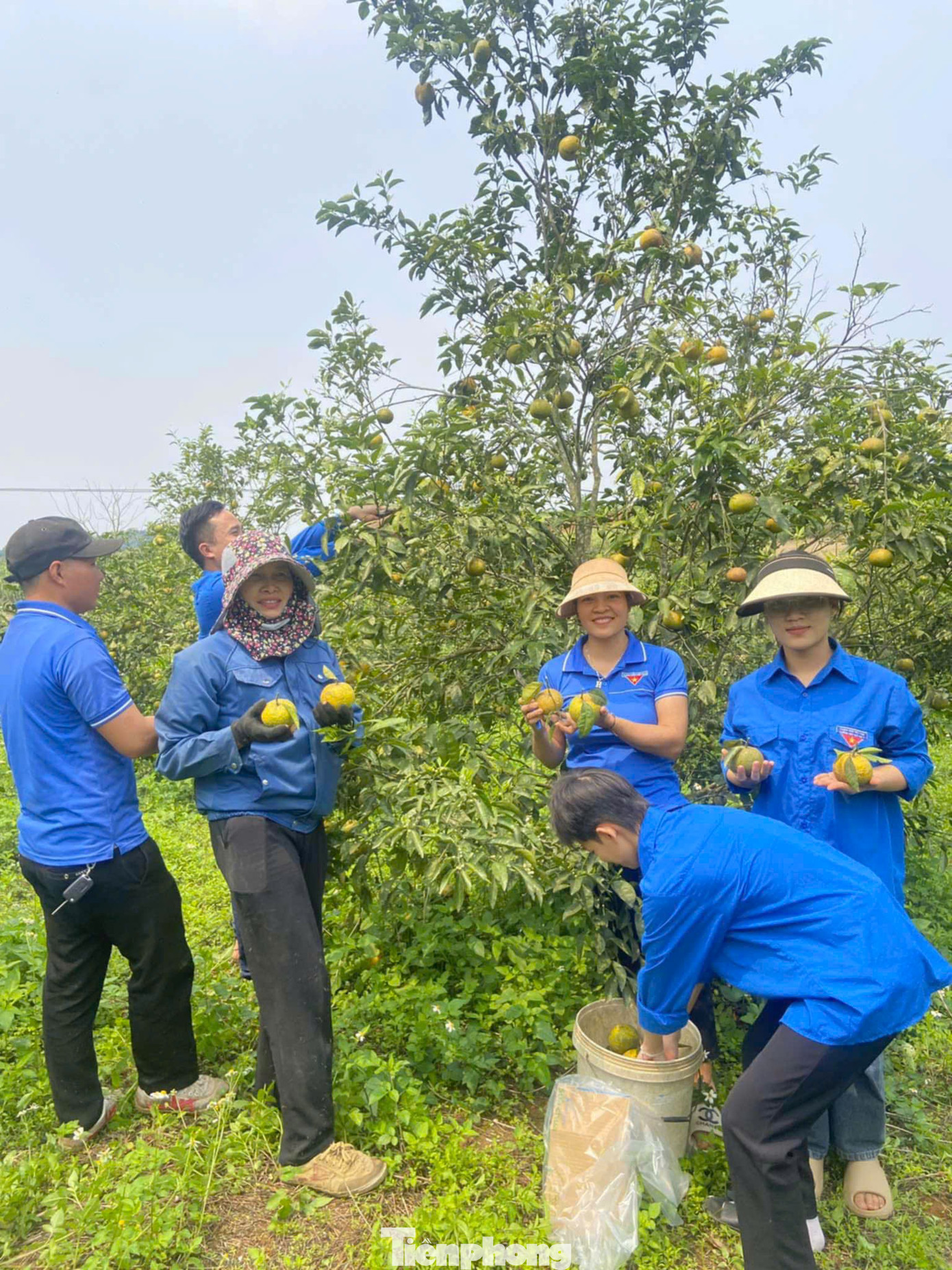 Vụ thu hoạch quýt PQ kéo dài từ tháng 1 đến tháng 4 hàng năm. Nhờ có vị ngọt thanh, mọng nước, vỏ thơm nên loại quả này được nhiều người ưa chuộng. Quýt PQ từng mang lại thu nhập khá cho người dân ở các huyện vùng Phủ Quỳ. Tuy nhiên, những năm gần đây, quýt PQ liên tục rớt giá, khó tiêu thụ khiến diện tích trồng thu hẹp dần. Trong ảnh, đoàn viên thanh niên huyện Quỳ Hợp tình nguyện đến các vườn quýt PQ để phụ giúp người dân thu hoạch, vận chuyển quýt.