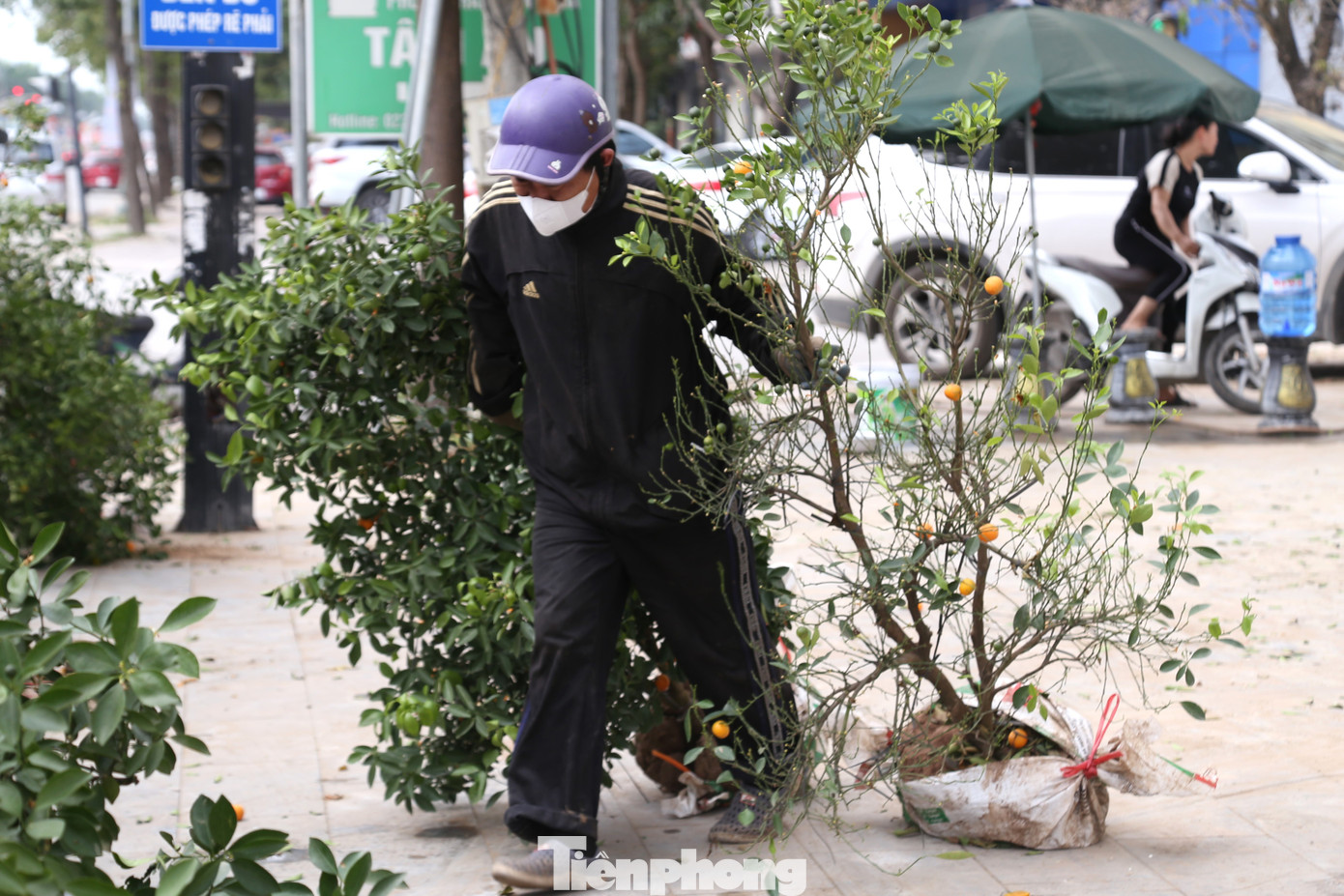 Theo các tiểu thương, đối với những cây ế ẩm hiện có 3 cách xử lý chính. Thứ nhất là bán với giá cực rẻ, vừa bán vừa cho. Thứ hai là mang về hoàn lại cho các đầu mối cây cảnh ở ngoài Bắc với giá chỉ bằng 1/2 thời điểm các tiểu thương nhập về. Cách cuối cùng là thuê các nhà vườn tại TP Vinh chăm sóc để Tết năm sau sẽ mang ra bán lại.