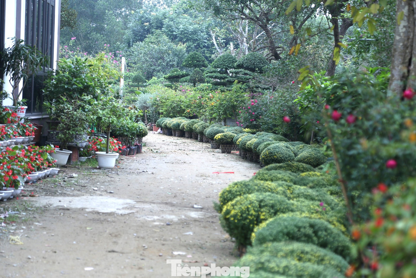 Những ngày này, tại làng hoa Kim Phúc (xã Nghi Ân, thành phố Vinh, Nghệ An), các chủ vườn hoa, cây cảnh đang tất bật nhập về số lượng lớn hoa bán Tết. Từ những chậu hoa nhỏ như cúc mâm xôi, cẩm tú cầu… đến những chậu hoa hồng, hoa giấy ngũ sắc, chi chít nụ sẵn sàng bung nở. Ngoài ra, còn có những chậu cây cảnh với đủ các kích cỡ, chủng loại, các mức giá từ vài trăm nghìn đồng đến hàng chục triệu đồng.