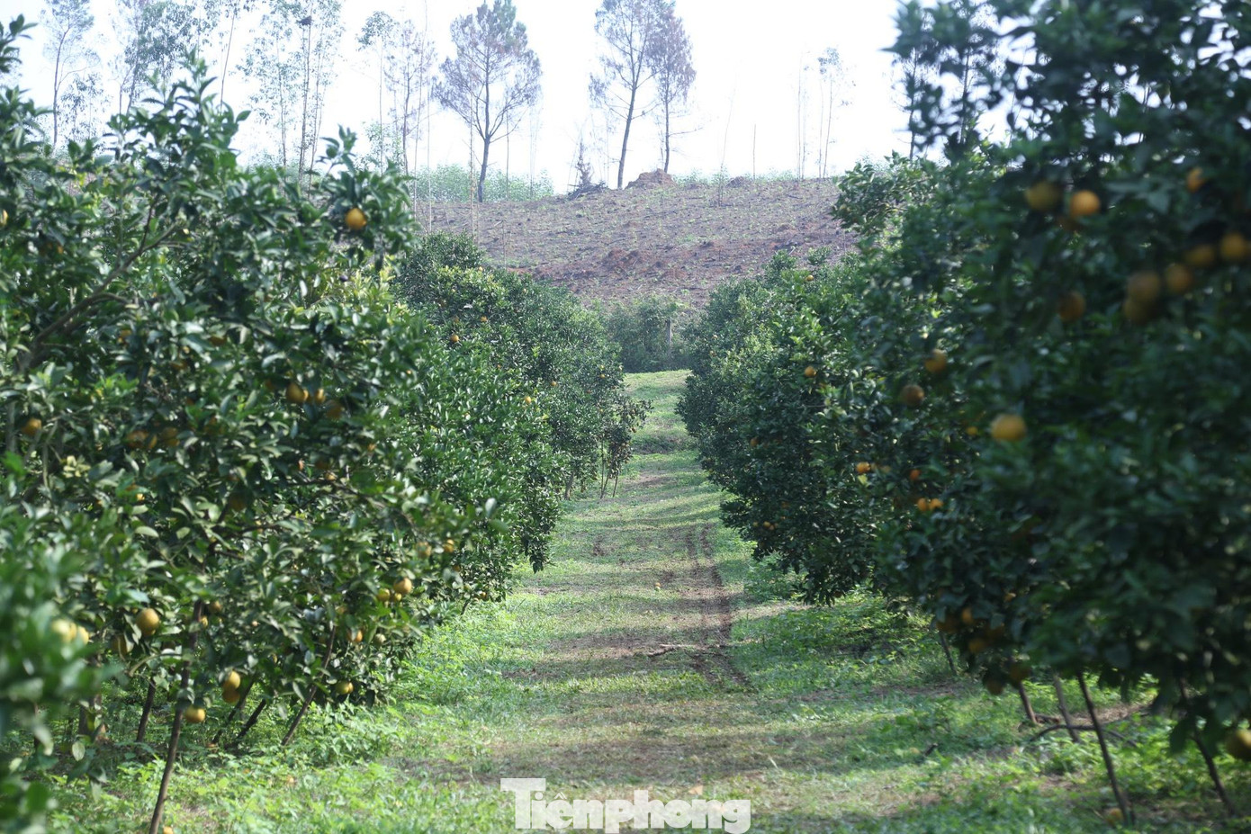 Năm nay, do thời tiết bất lợi nên hầu như các vùng trồng cam trên địa bàn tỉnh Nghệ An đều mất mùa, năng suất và sản lượng giảm. Tuy nhiên, giá cam tăng cao giúp người trồng phấn khởi.