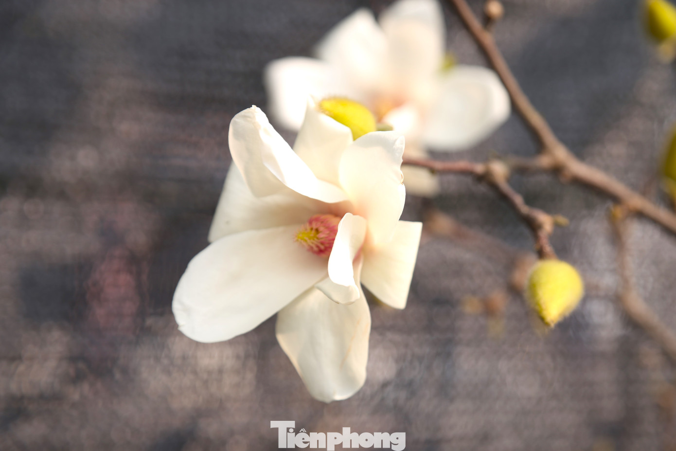 Hoa mộc lan thường có hai loại là màu trắng pha chút tím hồng và tím hồng hoàn toàn, được bán với giá từ 500 nghìn đồng đến 5 triệu đồng/cây tuỳ vào kích thước.