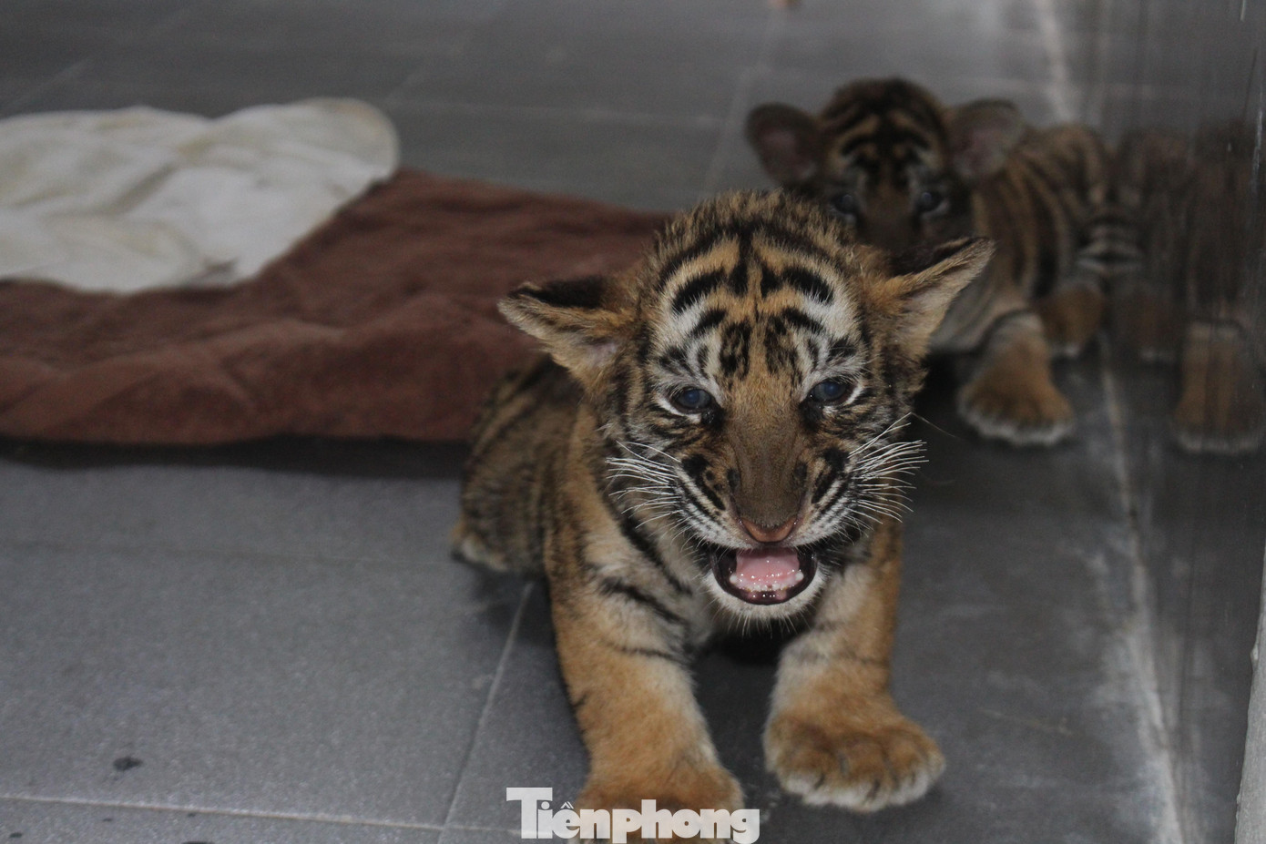 7 con hổ được chăm sóc tại Vườn quốc gia Pù Mát đã phục hồi 7 con hổ được chăm sóc tại Vườn quốc gia Pù Mát đã phục hồi