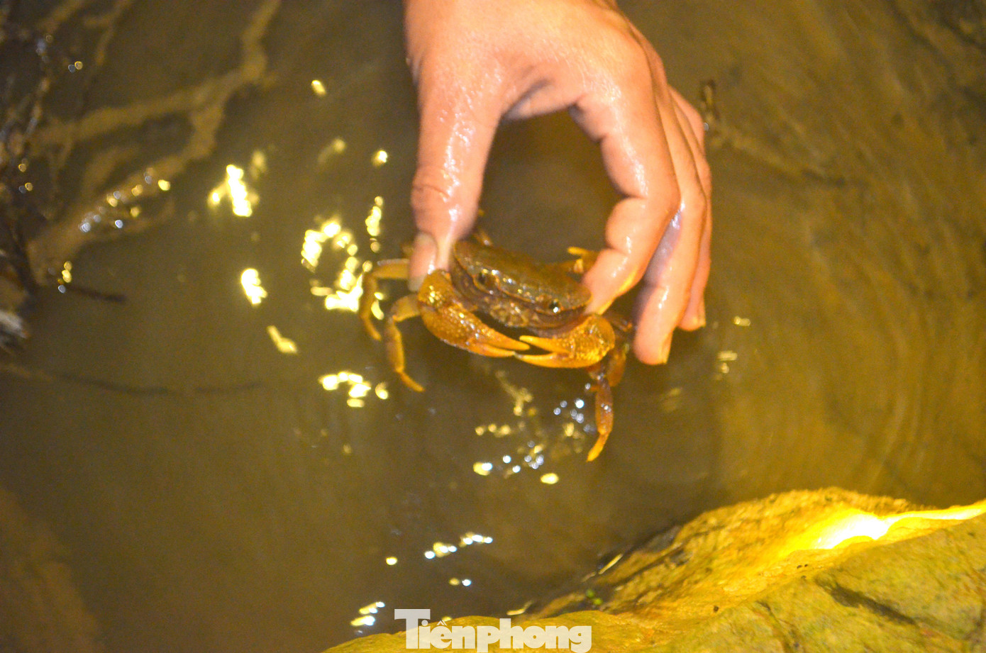 “Cua đá giờ cũng rất khôn, chỉ cần thấy ánh đèn lướt qua là tìm chỗ ẩn nấp. Vì vậy, người bắt cần nhanh mắt, nhanh tay, khi phát hiện cua phải chộp ngay. Mặc dù công việc bắt cua đá phải đi đêm, dễ ngã hay bị rắn cắn... nhưng chỉ cần tranh thủ, chịu khó cũng có thêm thu nhập”, anh Thủy chia sẻ.