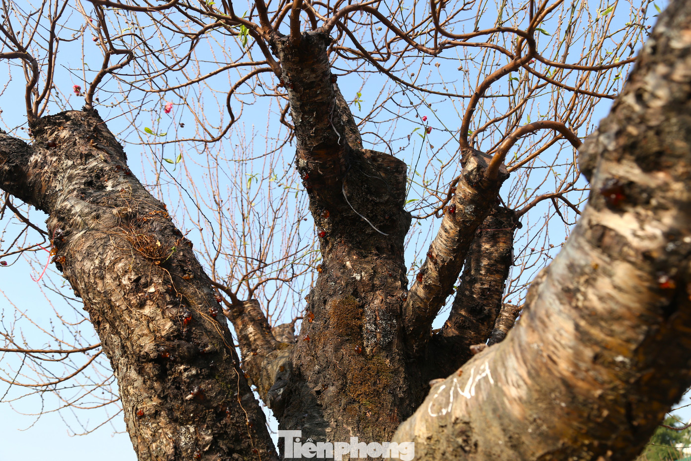 Đào cổ thụ có gốc và thân to, vỏ cây xù xì, gai góc, tuổi đời hàng chục, thậm chí hàng trăm năm.