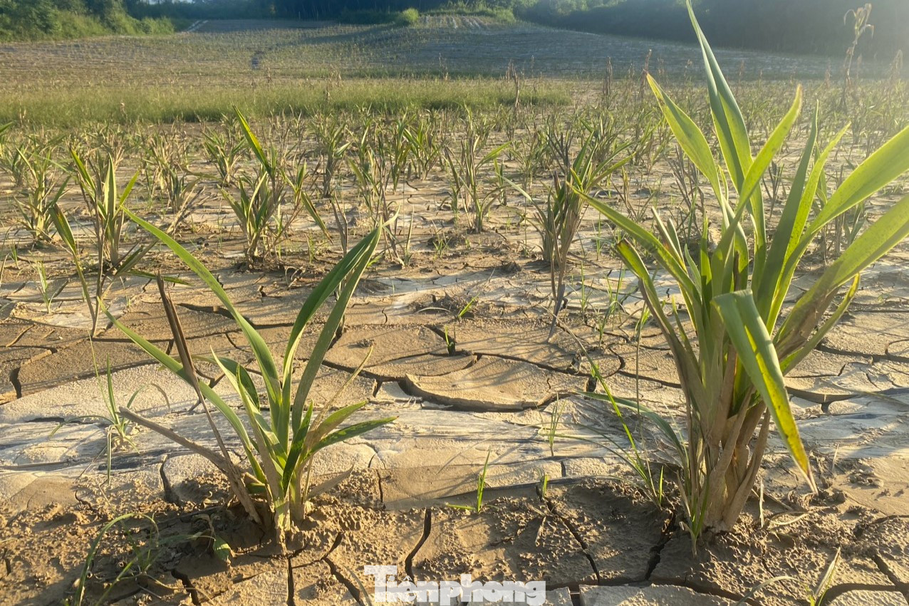 Số liệu từ Phòng Nông nghiệp &amp; PTNT huyện Quỳ Châu cho biết, trên địa bàn hiện có trên 100ha cây rễ hương, được trồng chủ yếu tại các xã Châu Hạnh, Châu Bình, Châu Thuận và thị trấn Tân Lạc.