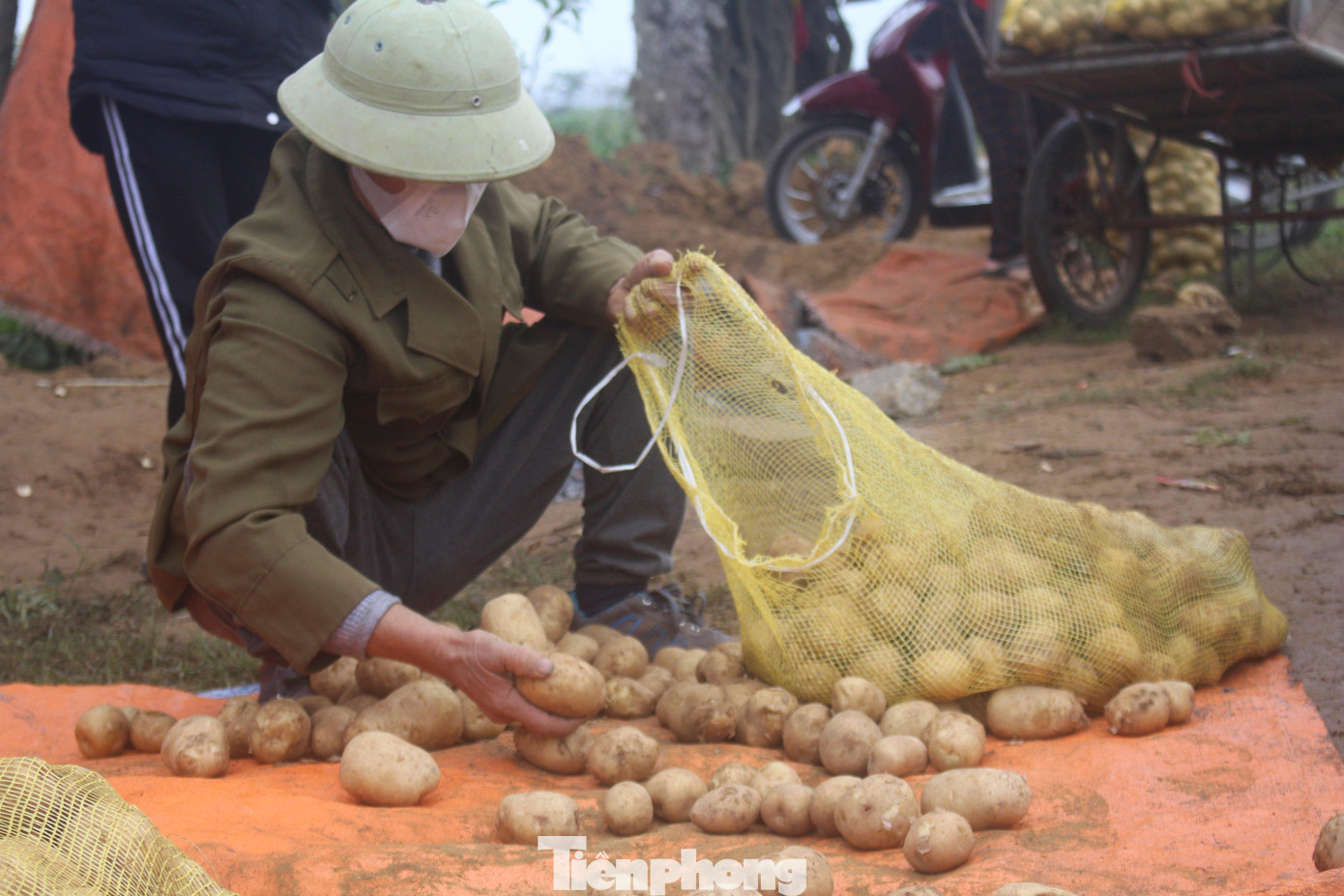Trong khi nhiều mặt hàng nông sản khác trên địa bàn tỉnh đang rớt giá thì củ khoai tây năm nay lại được mùa, được giá. Nông sản làm ra có doanh nghiệp bao tiêu toàn bộ nên bà con rất phấn khởi.