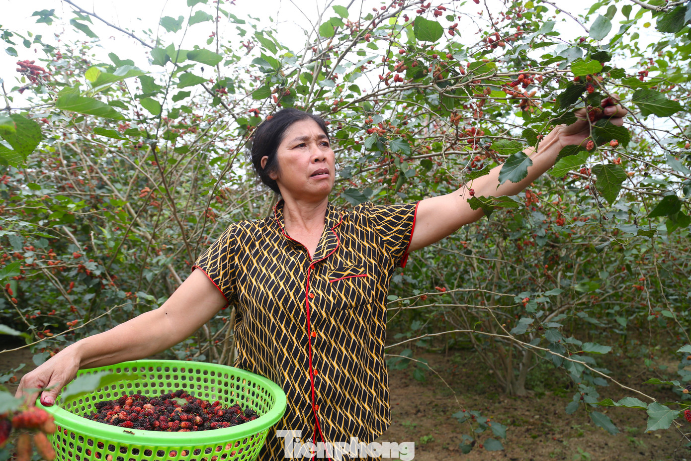Sở hữu 40 gốc dâu trên diện tích đất vườn gần 1 sào, mỗi năm, trừ chi phí gia đình bà Phạm Thị Kỷ (54 tuổi, trú xóm Xuân Trung, xã Nghi Đức) thu về hàng chục triệu đồng. “Trung bình, mỗi gốc dâu cho năng suất 50-70 kg/vụ. Dâu tằm cần thu hoạch nhanh, nếu không sẽ chín quá và rụng. Việc hái quả dâu mất khá nhiều thời gian. Quả dâu nhỏ, dễ dập nên phải dùng tay hái thủ công nhẹ nhàng”, bà Kỷ chia sẻ.